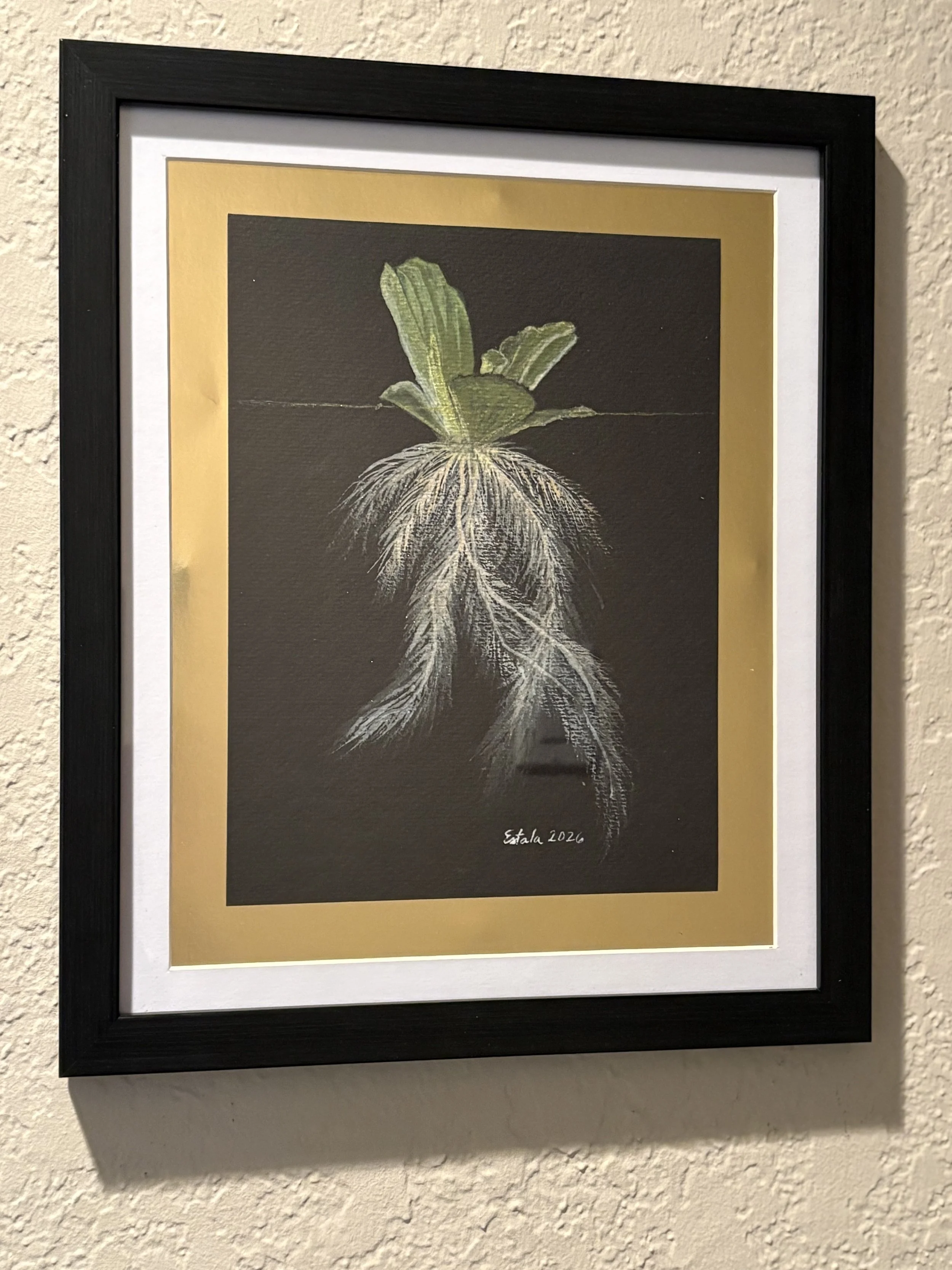 Waterlily Growth - E. Emmanuel