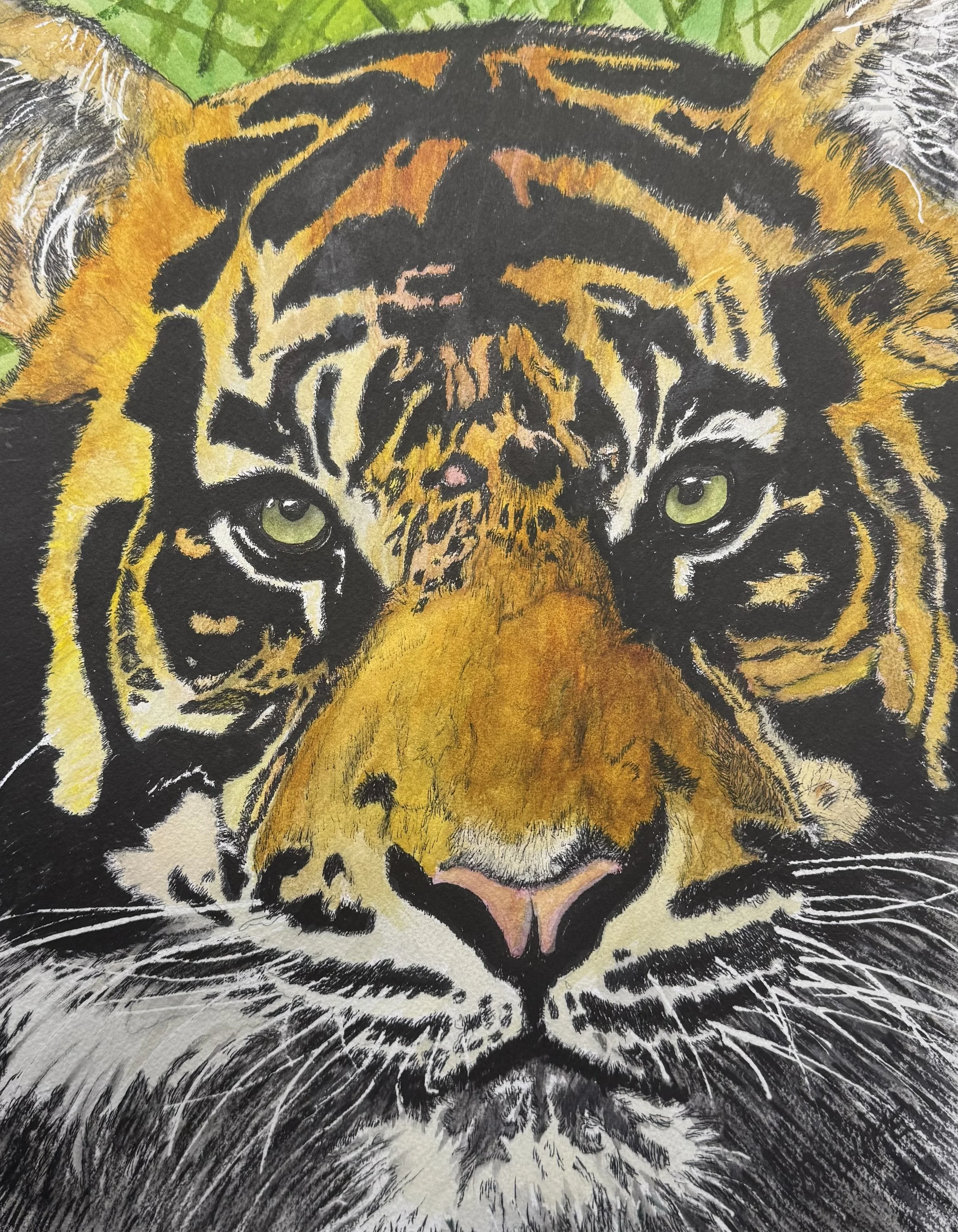 tiger2 - D Lippe.jpeg