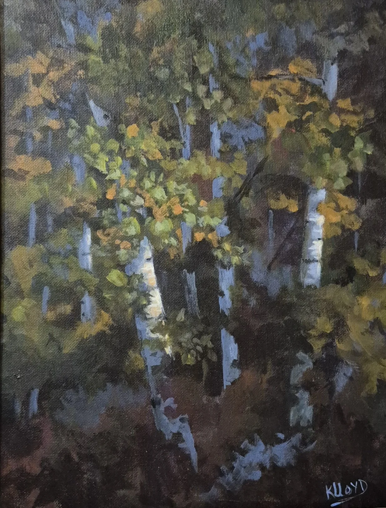 Birch Trees - K Lloyd