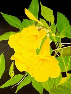 Yellow Bells - GT Solanki