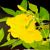 Yellow Bells - GT Solanki.png