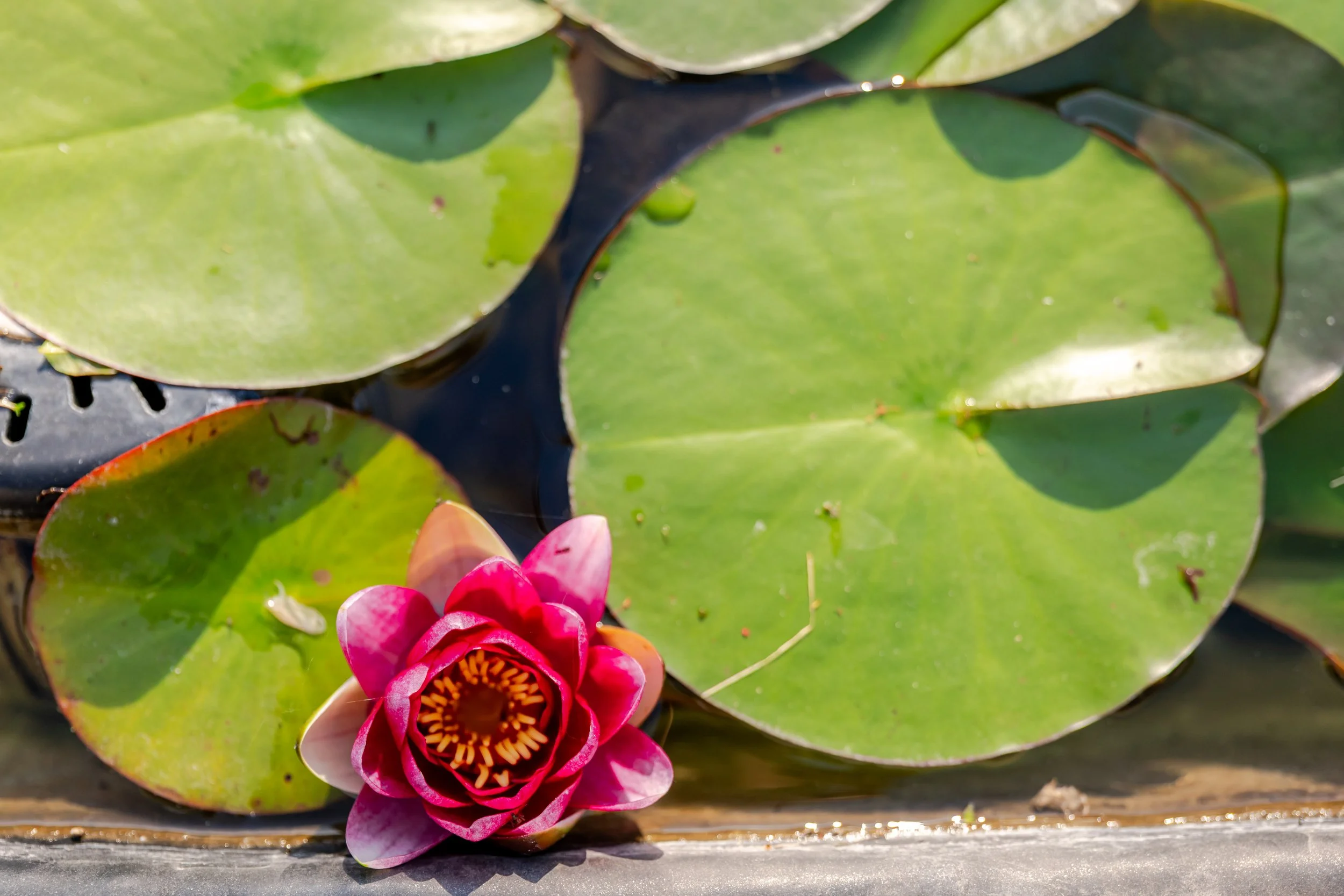 Pink water lily flower with yellow and brown center among green lily pads on water surface.