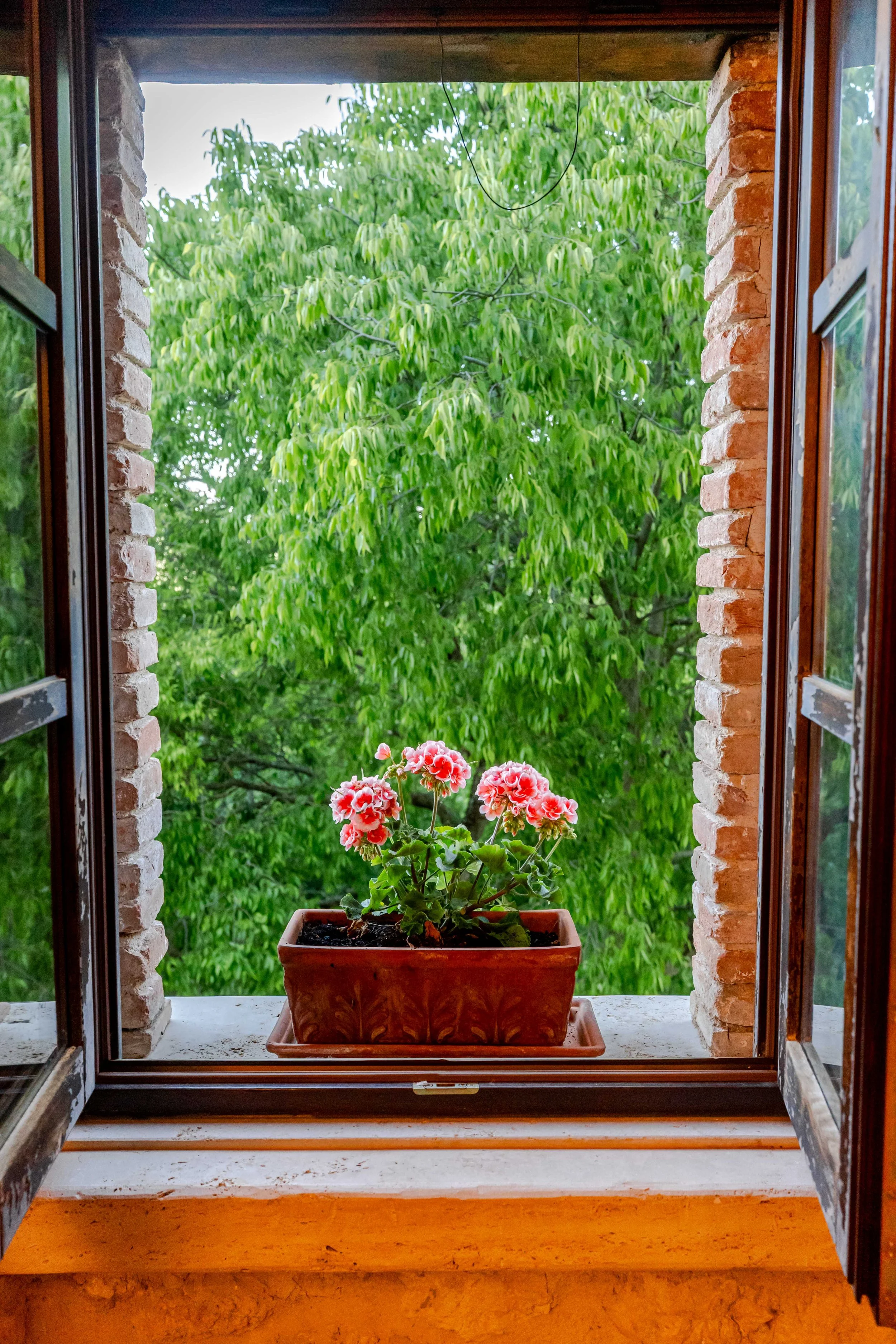 Pink flowering plant in a rectangular terracotta pot on a window sill, with bright green foliage visible outside.