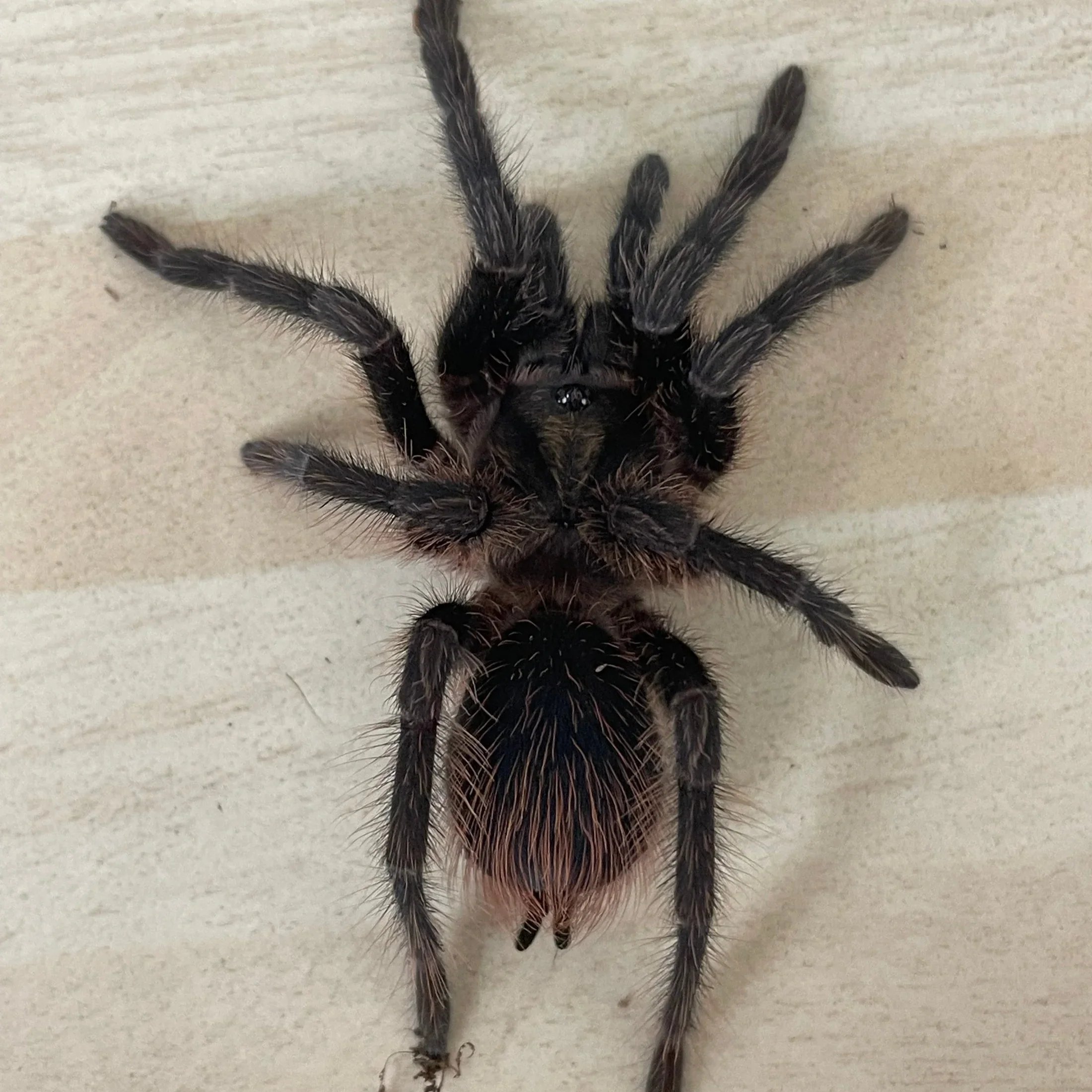 Cuban gold tarantula