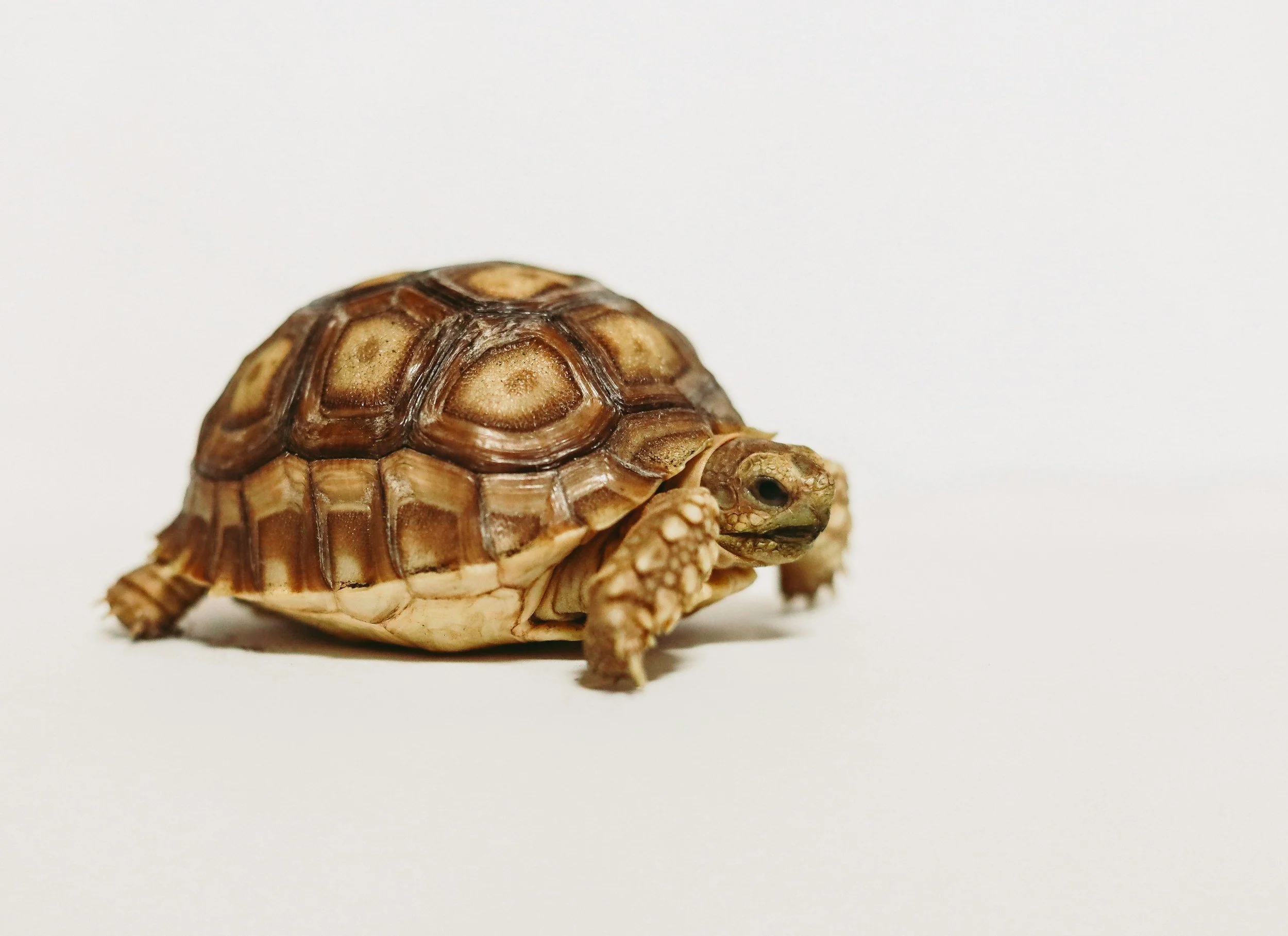 A small baby turtle with a brown patterned shell and light-colored skin on a plain white background.