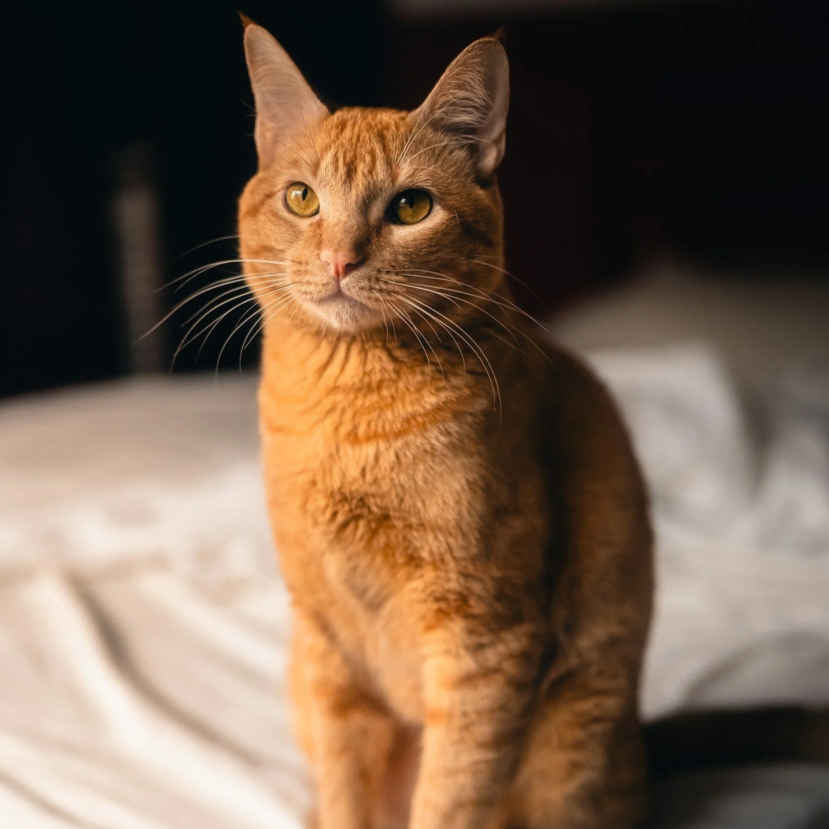 A ginger cat with yellow eyes sitting indoors, looking to the side.