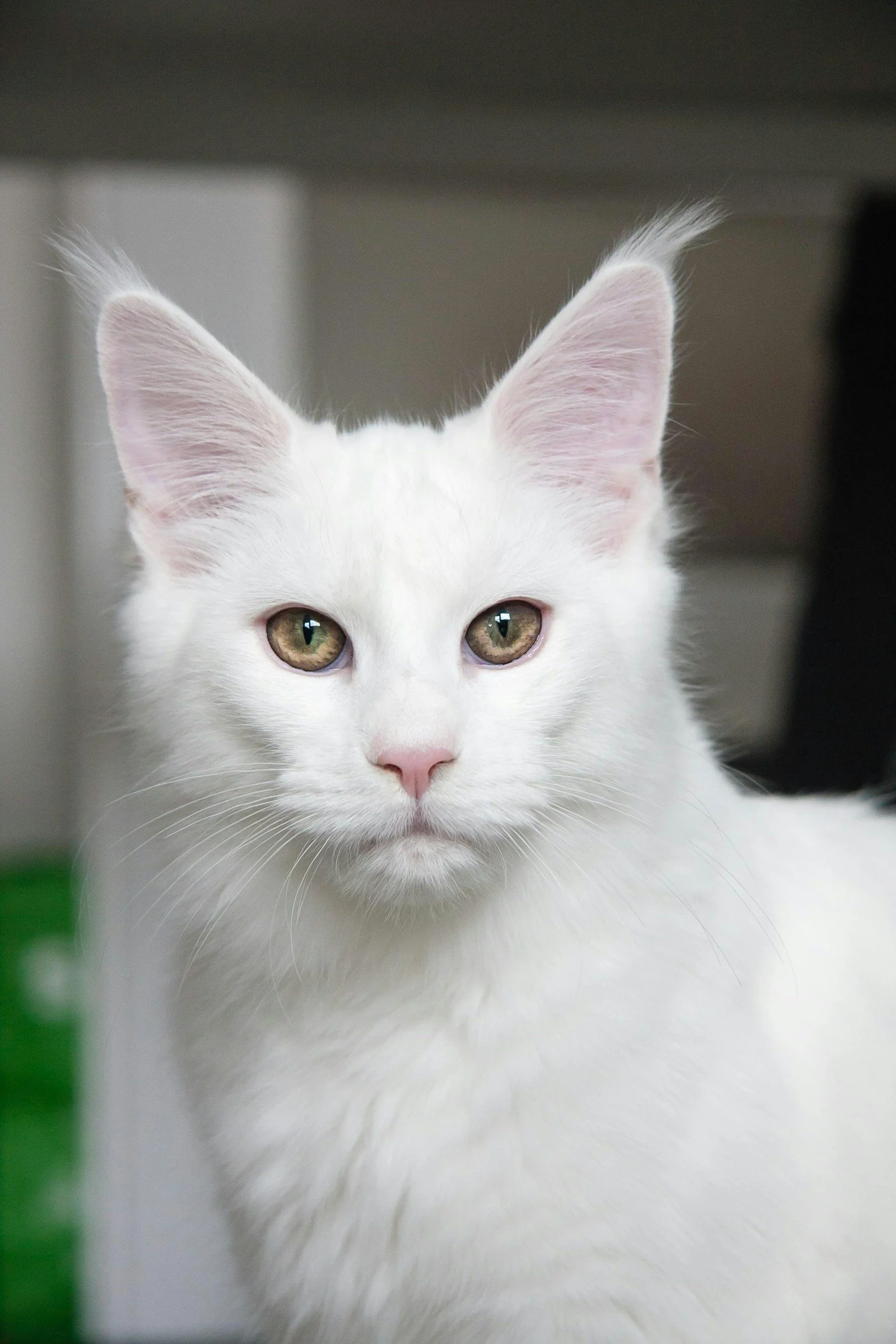 Close-up of a white cat with piercing green eyes and pink nose, looking directly at the camera in an indoor setting.