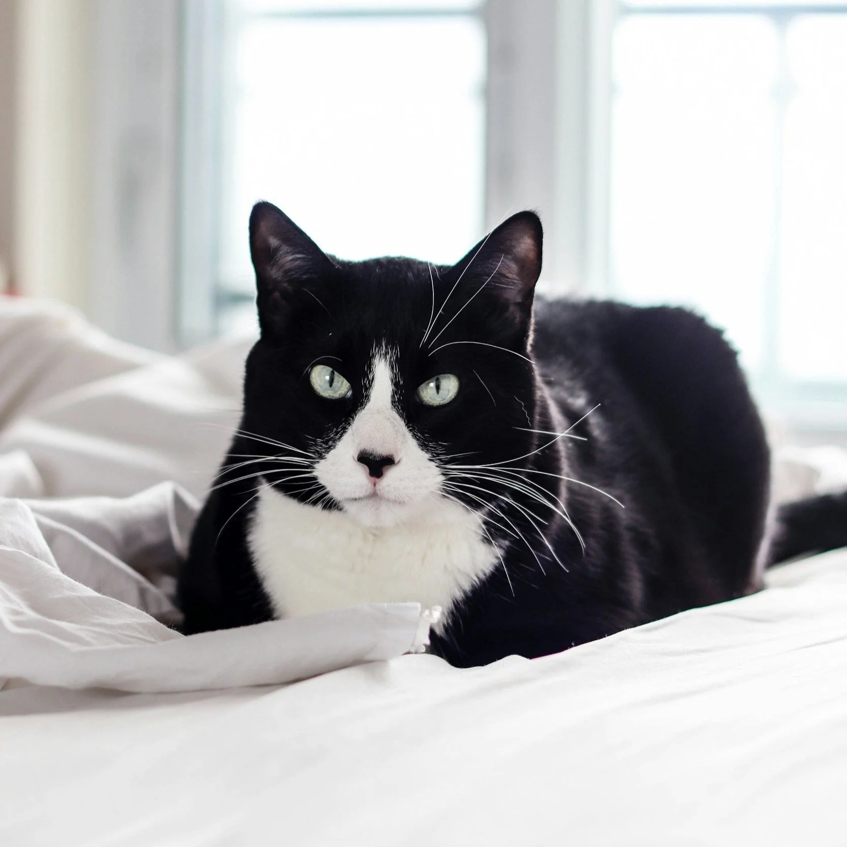 Black and white cat lying on a bed with white sheets, in front of window with natural light.