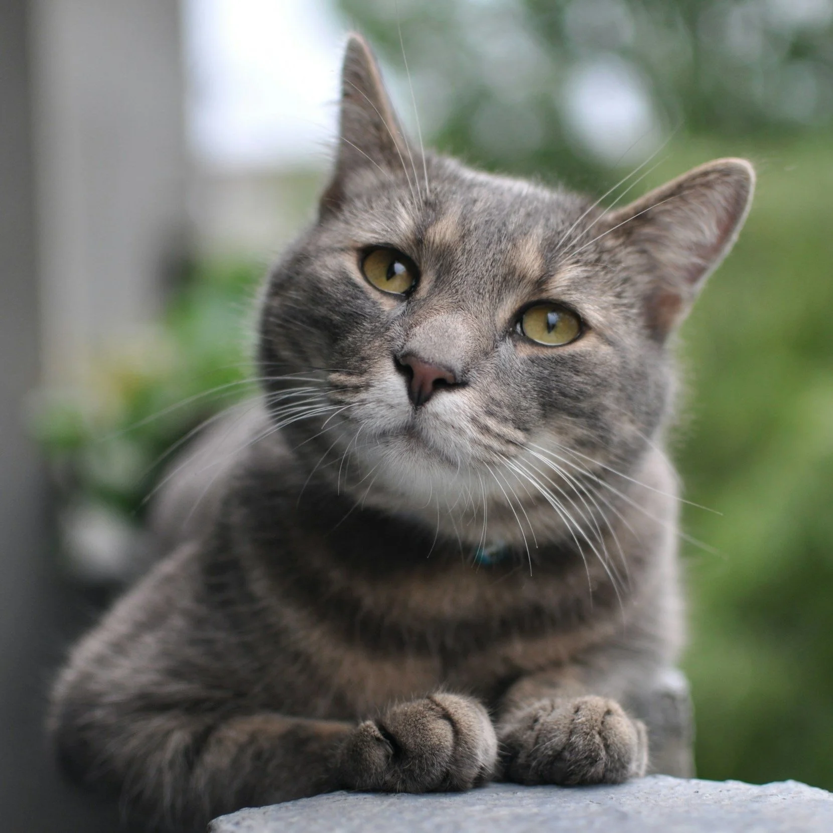 Close-up of a gray tabby cat with yellow eyes resting on a surface with greenery in the background.