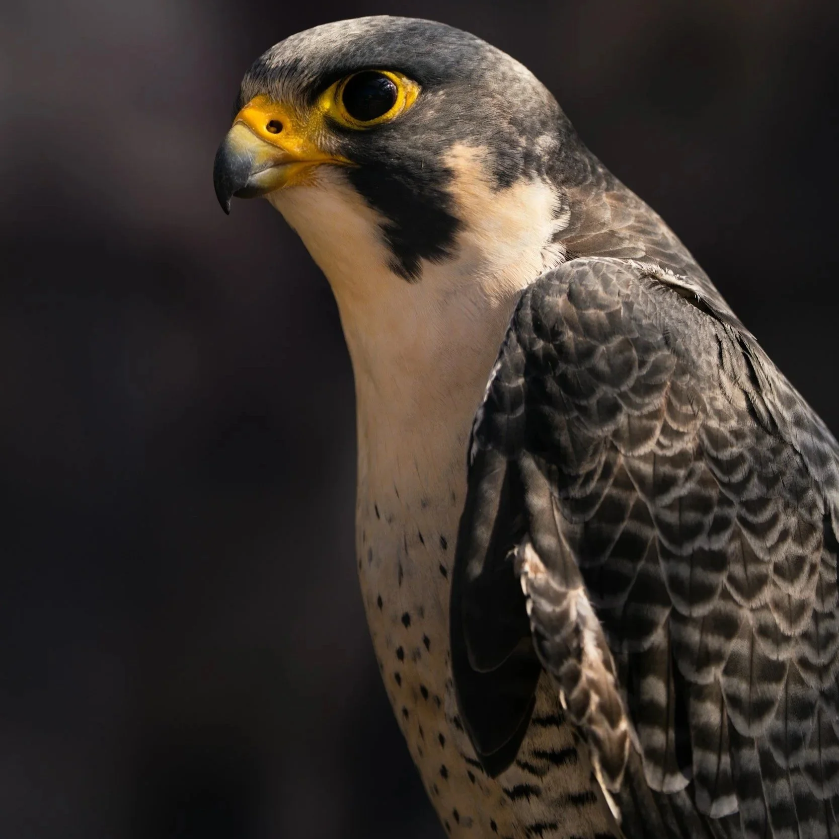 Peregrine falcon