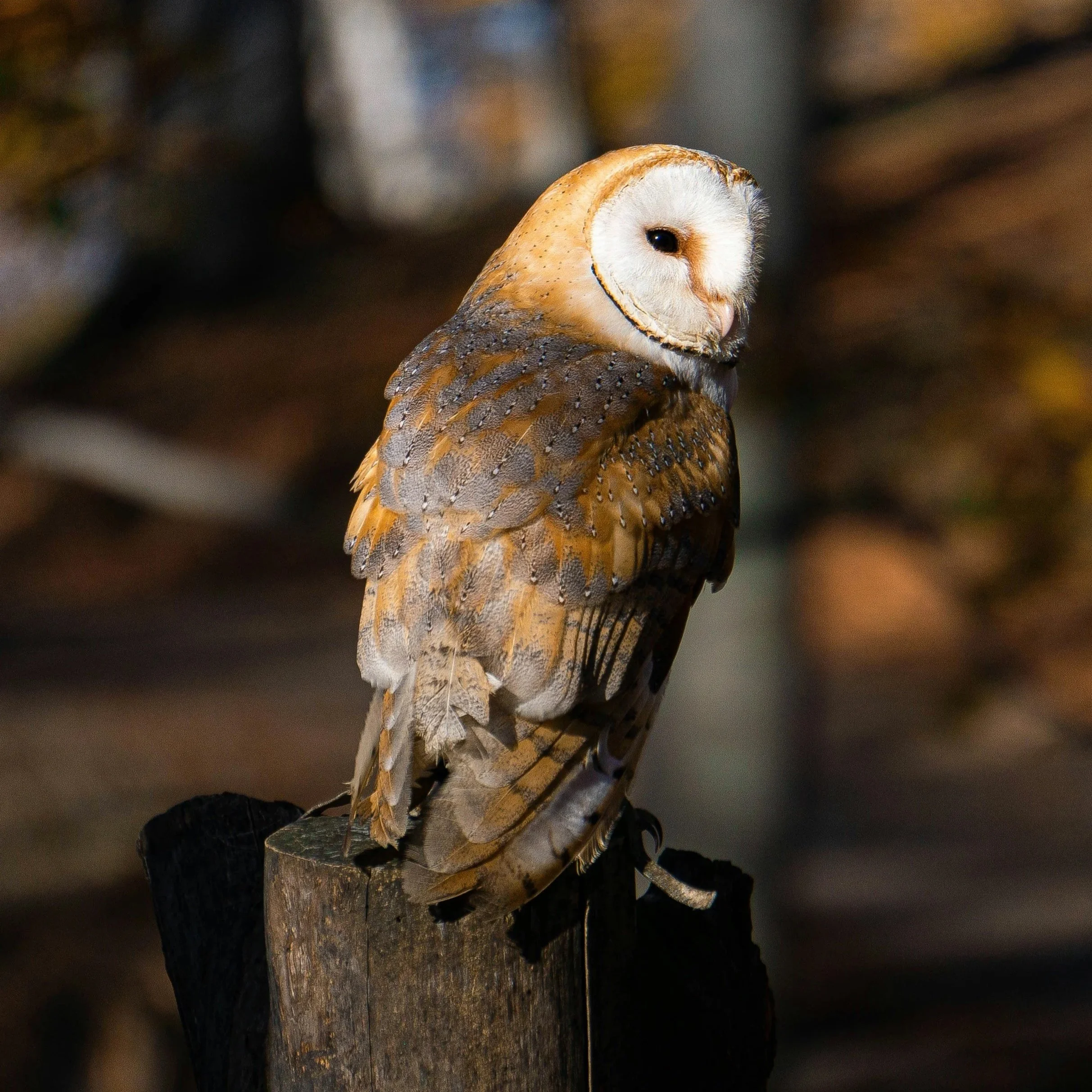 Barn owl