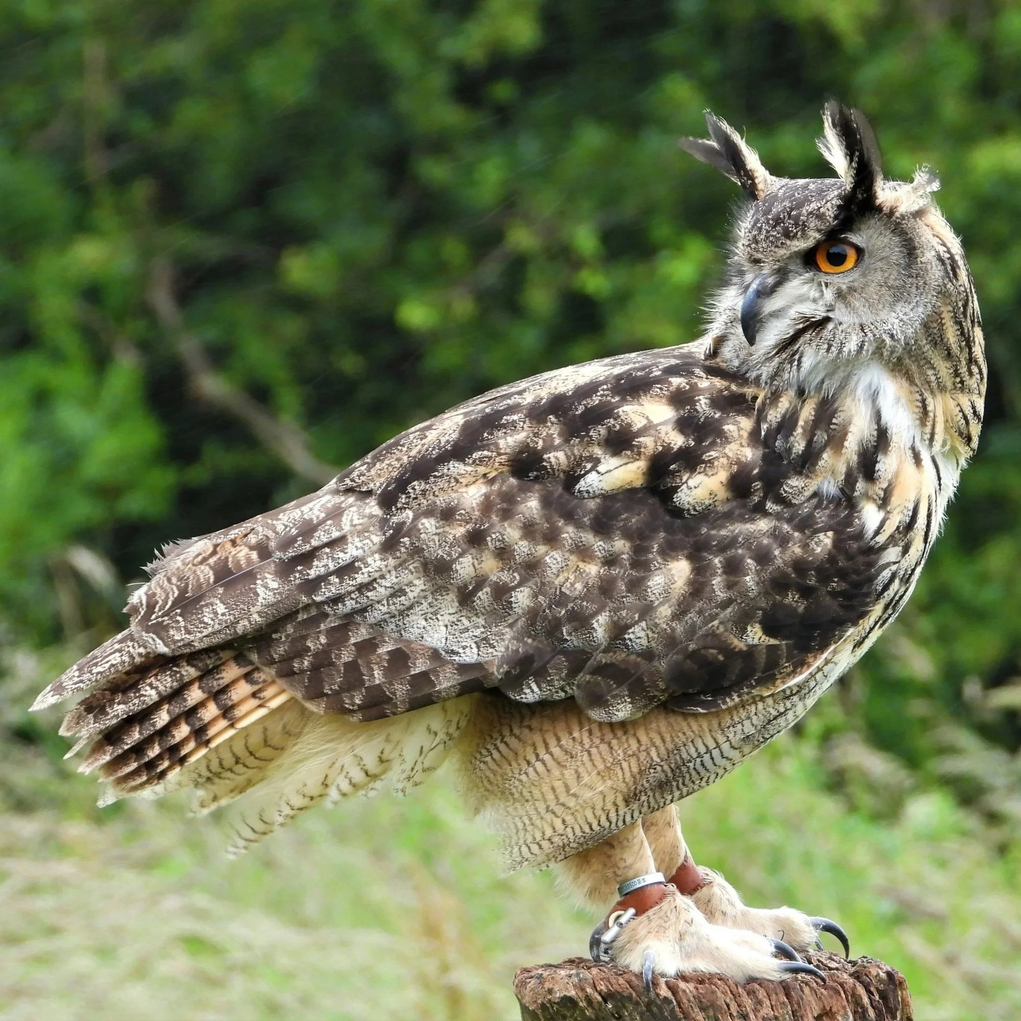 Eurasian eagle owl