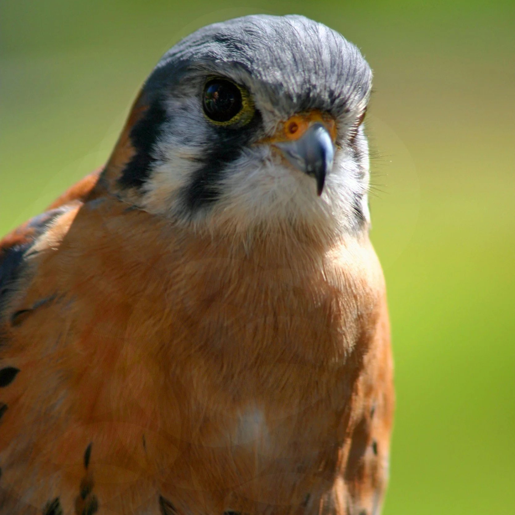 American kestrel