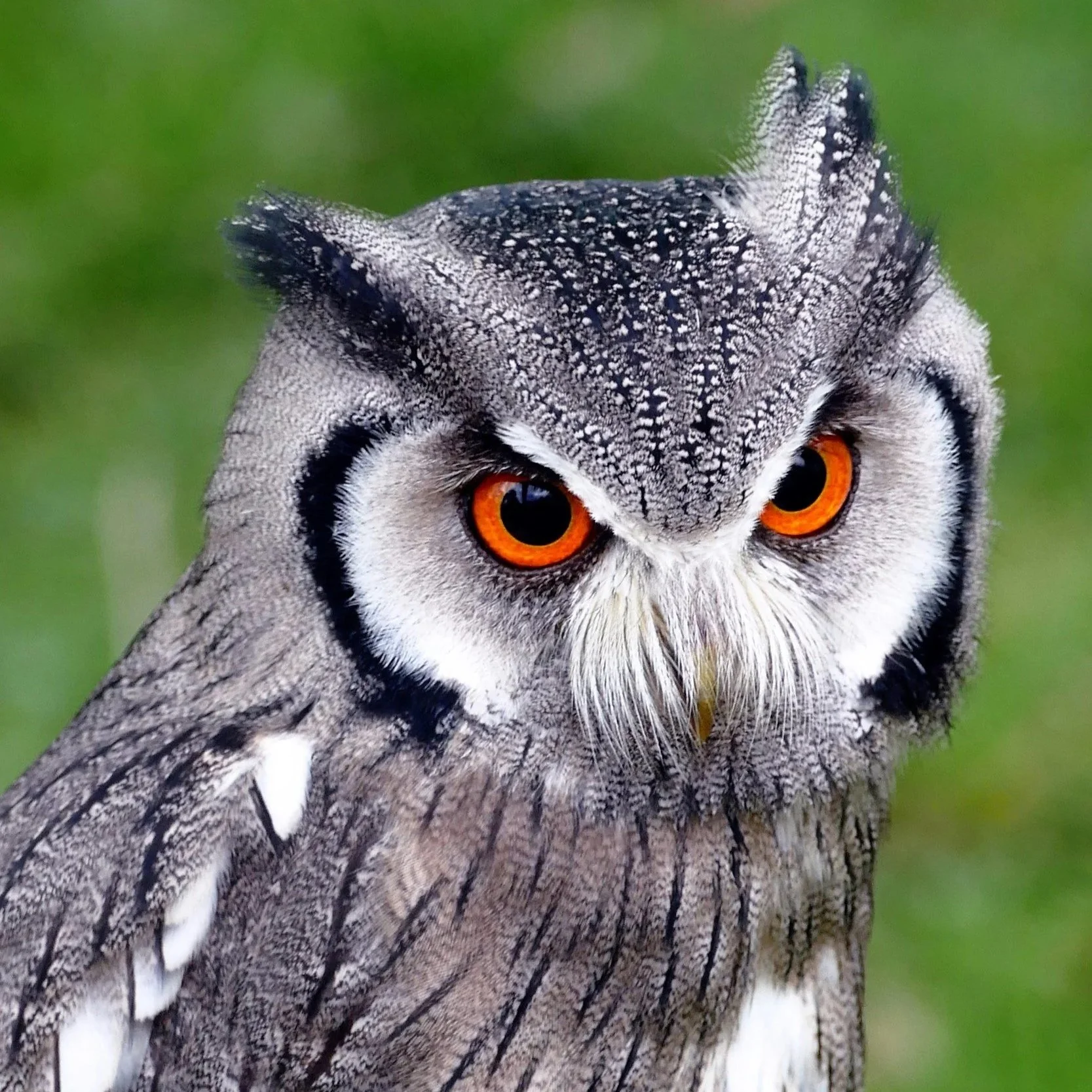White-faced owl