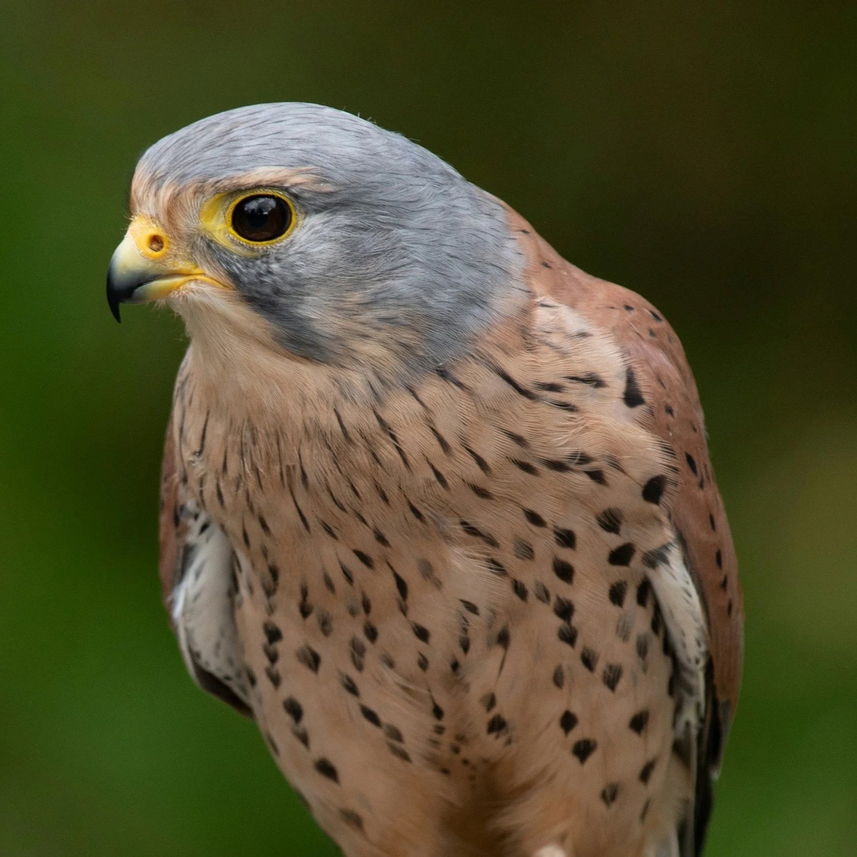 European kestrel