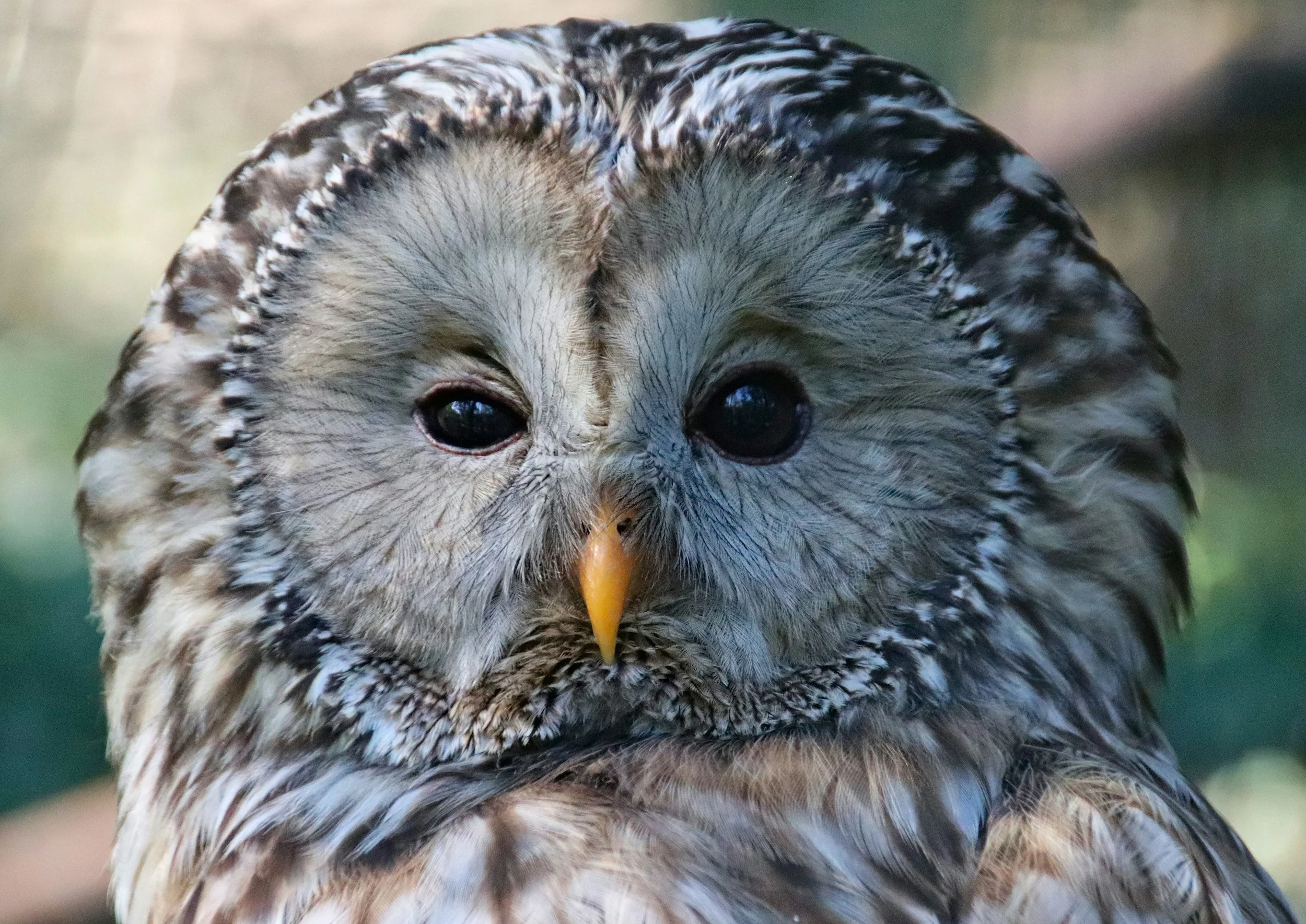 Ural owl
