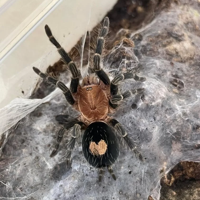 Peruvian dwarf tiger tarantula
