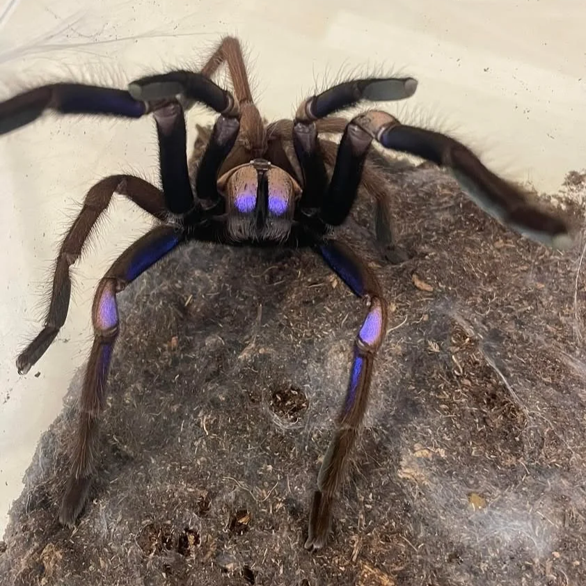 Electric blue earthtiger tarantula
