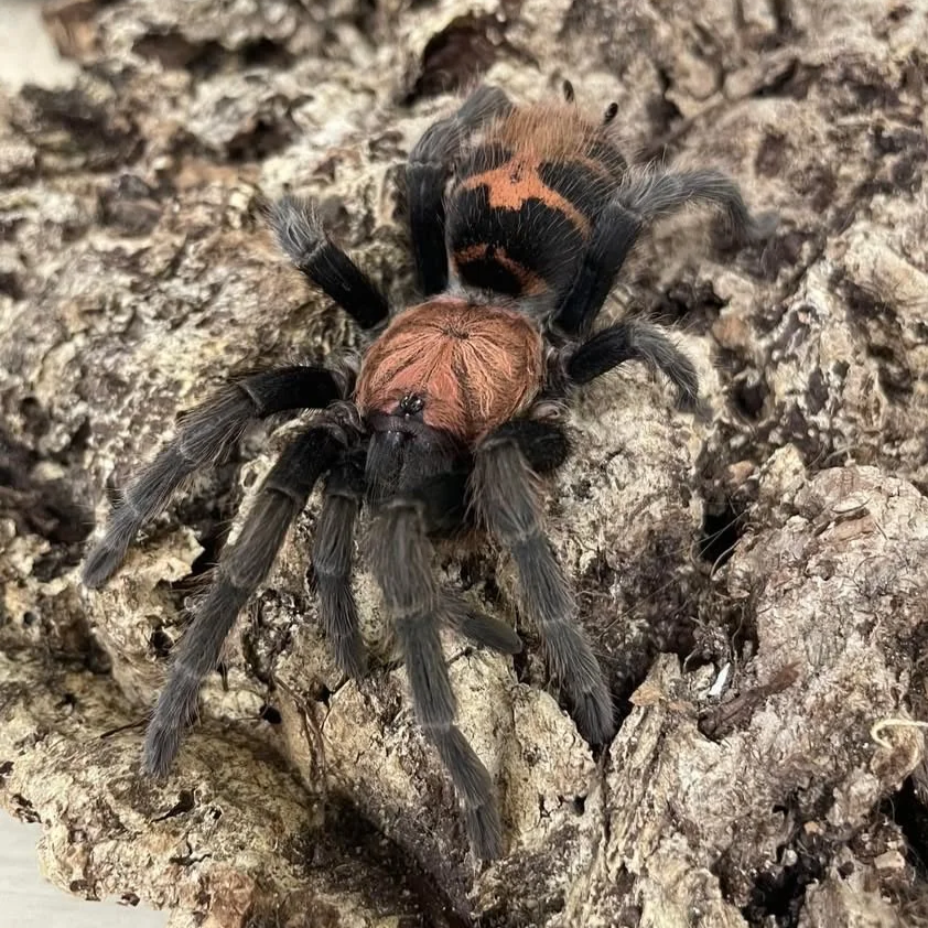 Mexican tiger rump tarantula