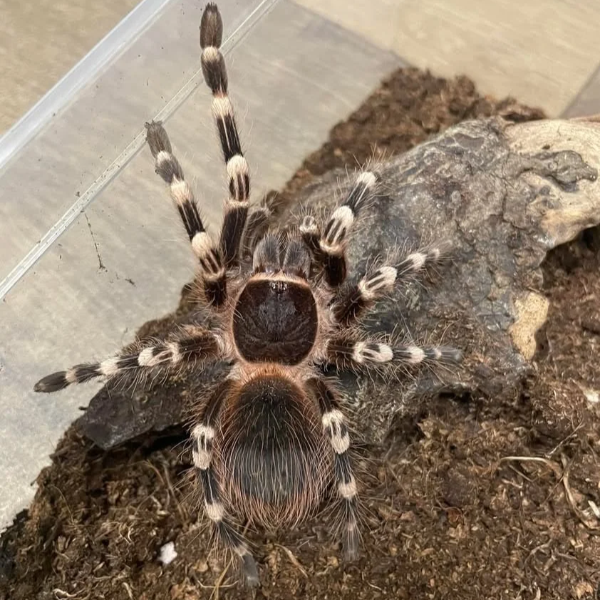Giant white knee tarantula