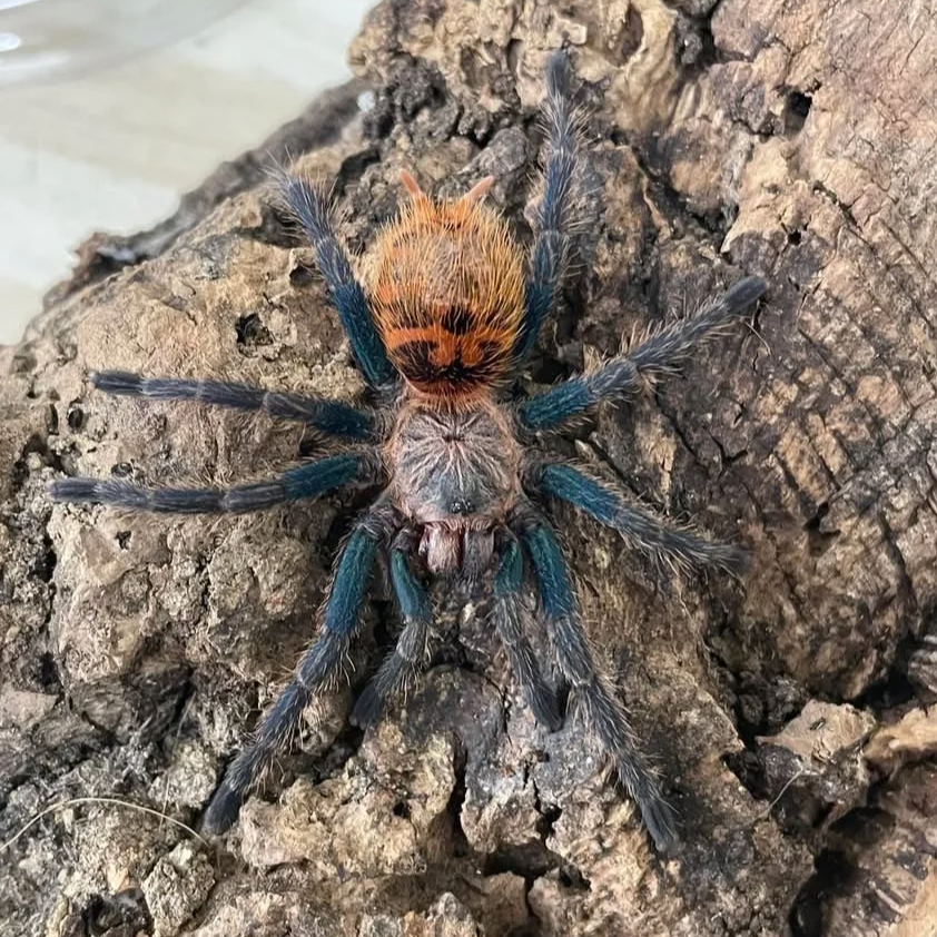 Greenbottle blue tarantula