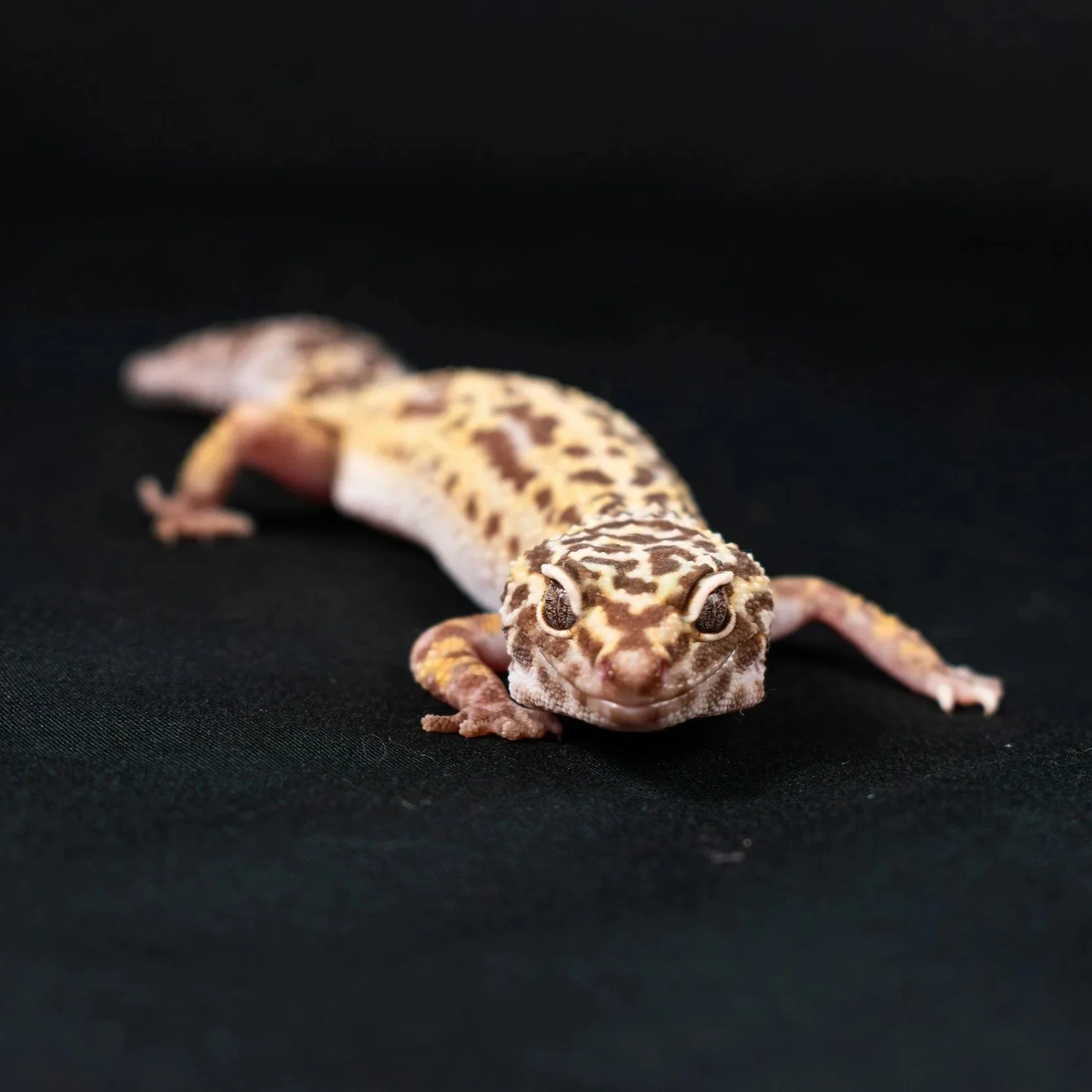 Leopard gecko