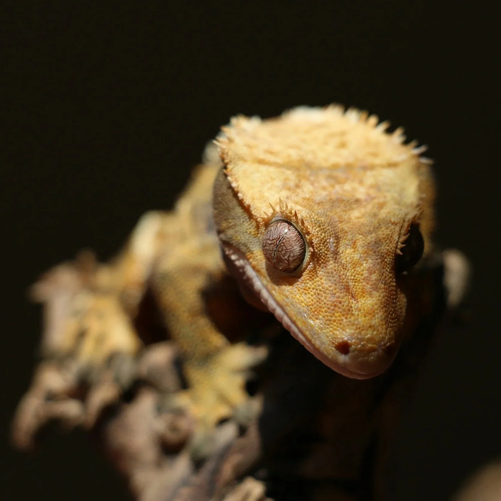 Crested gecko