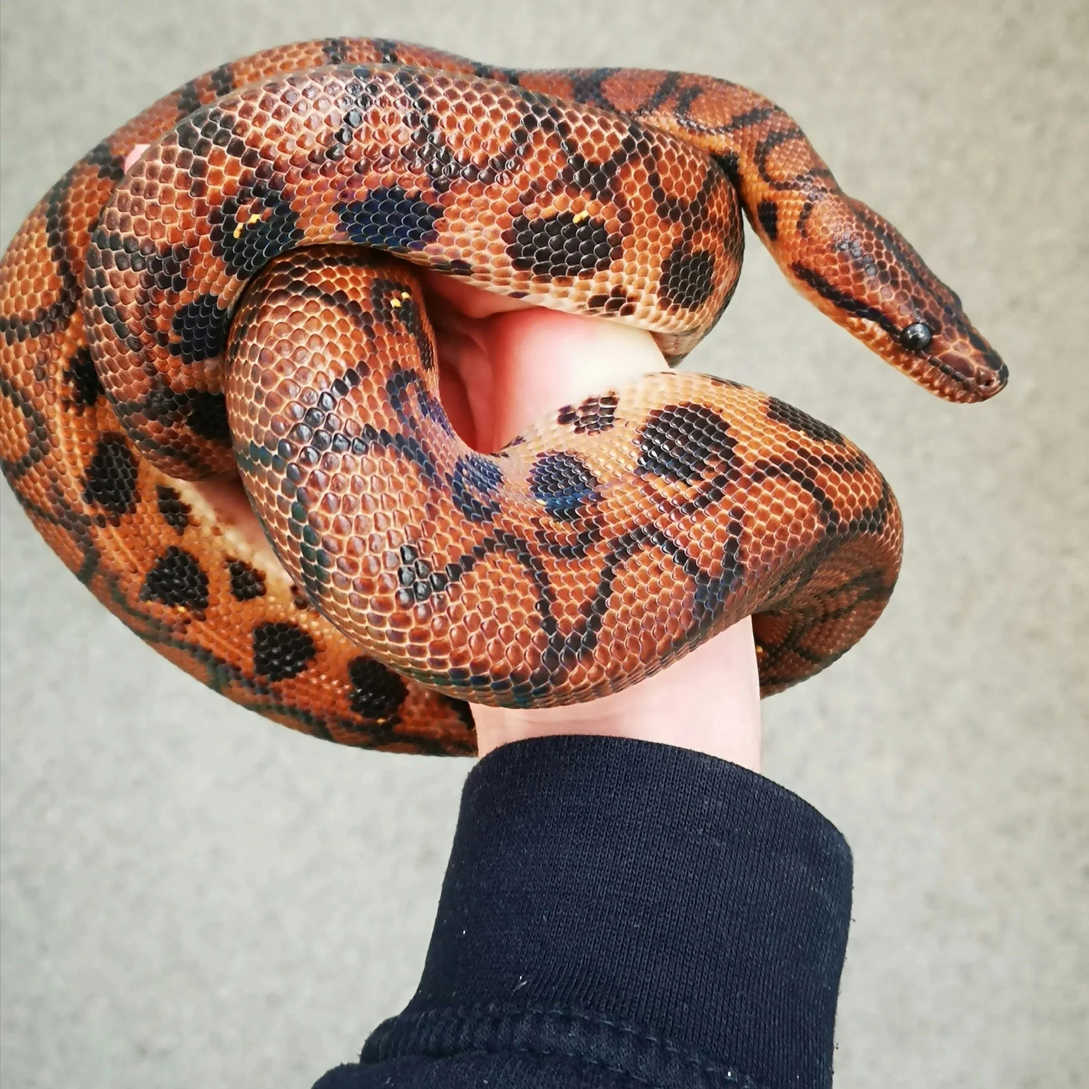 Rainbow boa