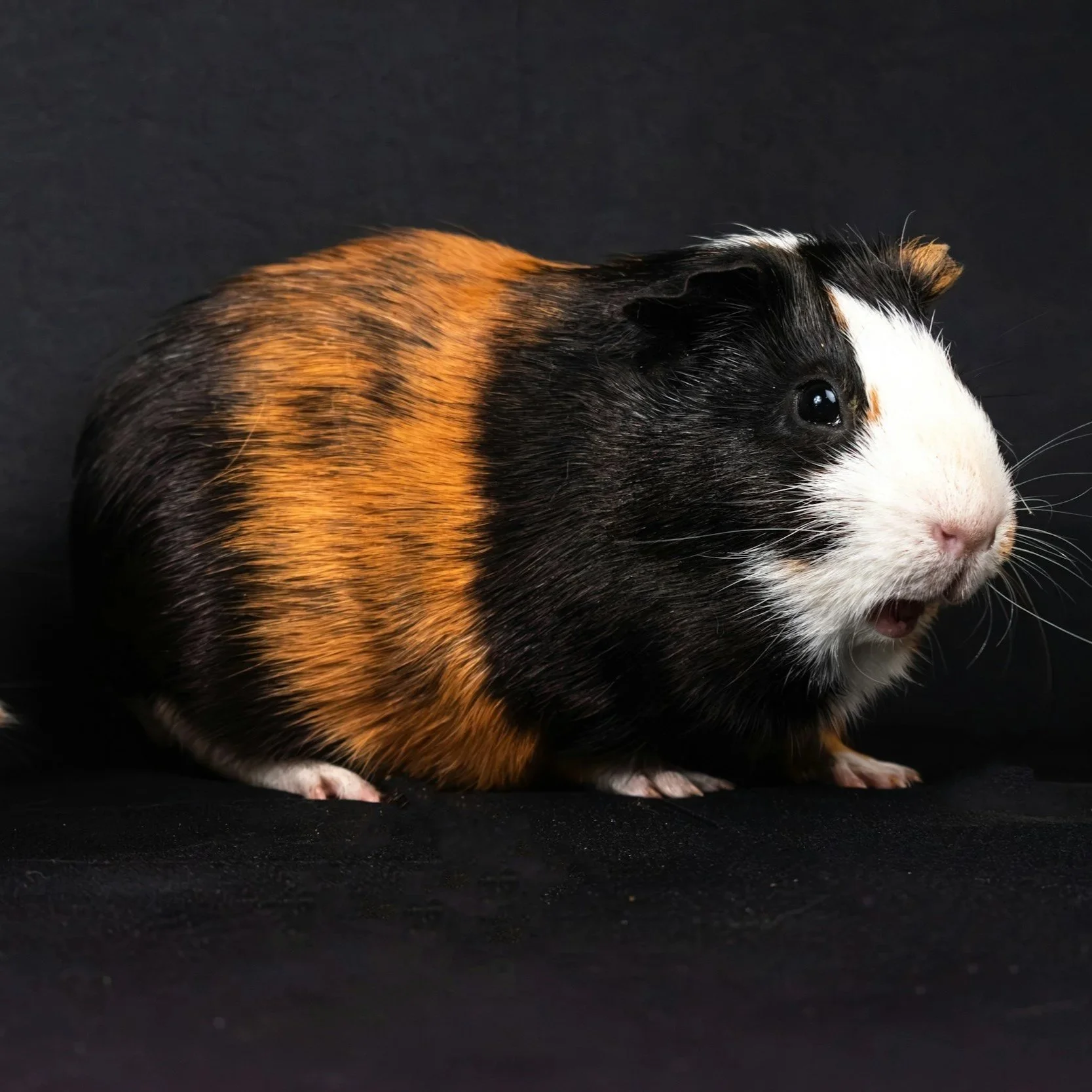 Guinea Pigs