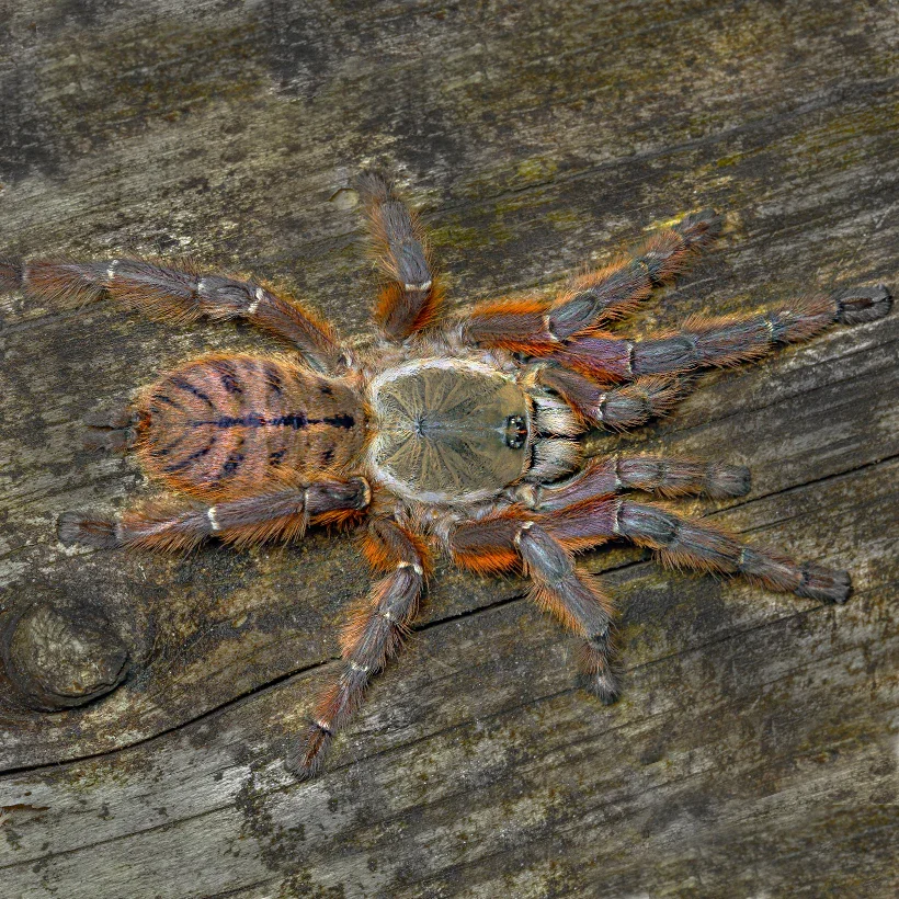 Java tree tiger tarantula