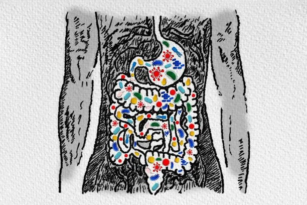 Inside Your Gut: Understanding Your Gut  Microbiome 
