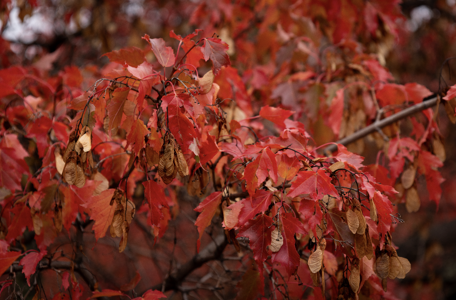 Screenshot 2026-01-09 at 6.56.30 PM.png