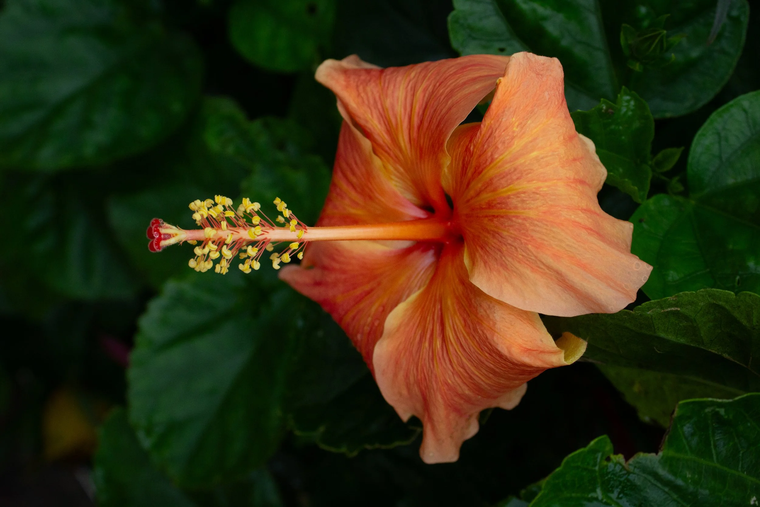 Puerto Plata, Republic Dominican