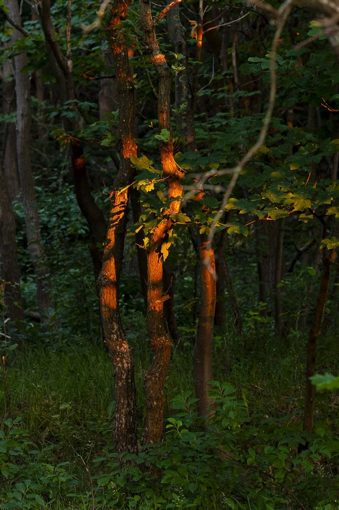 Bos met enkele boomstammen en groene bladeren, verlichting geeft een warme gloed.