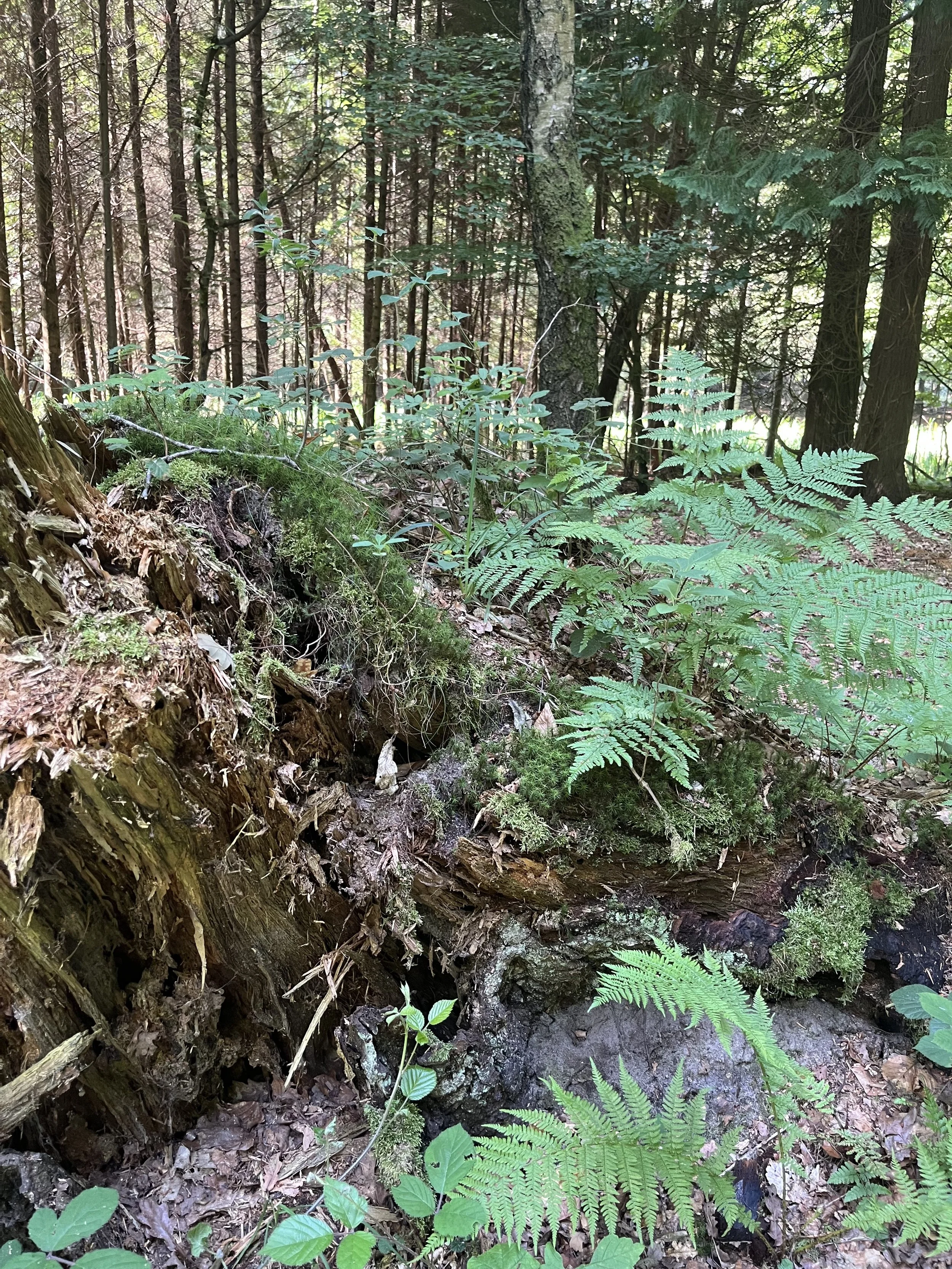 A close-up of a fallen log covered with moss and small plants in a dense forest with tall trees and green foliage.