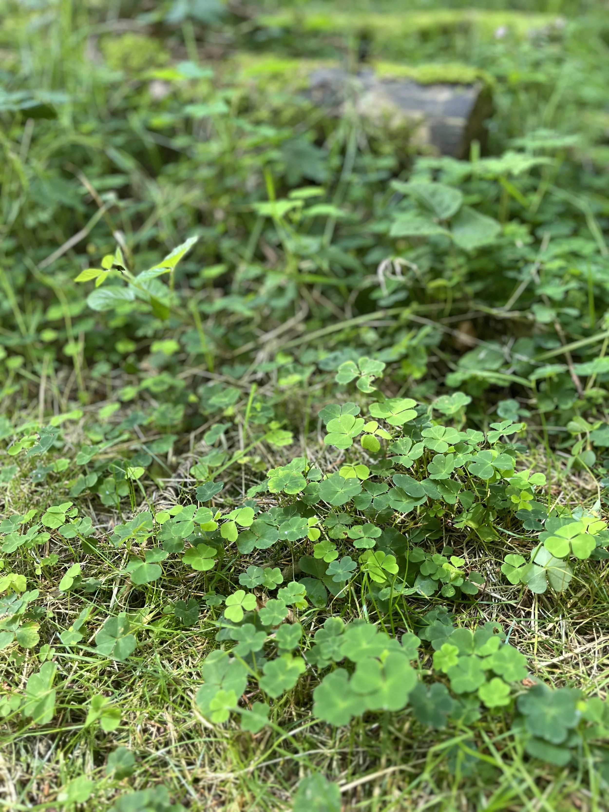 Close-up of green clover leaves growing among grass on the ground in a natural outdoor setting.