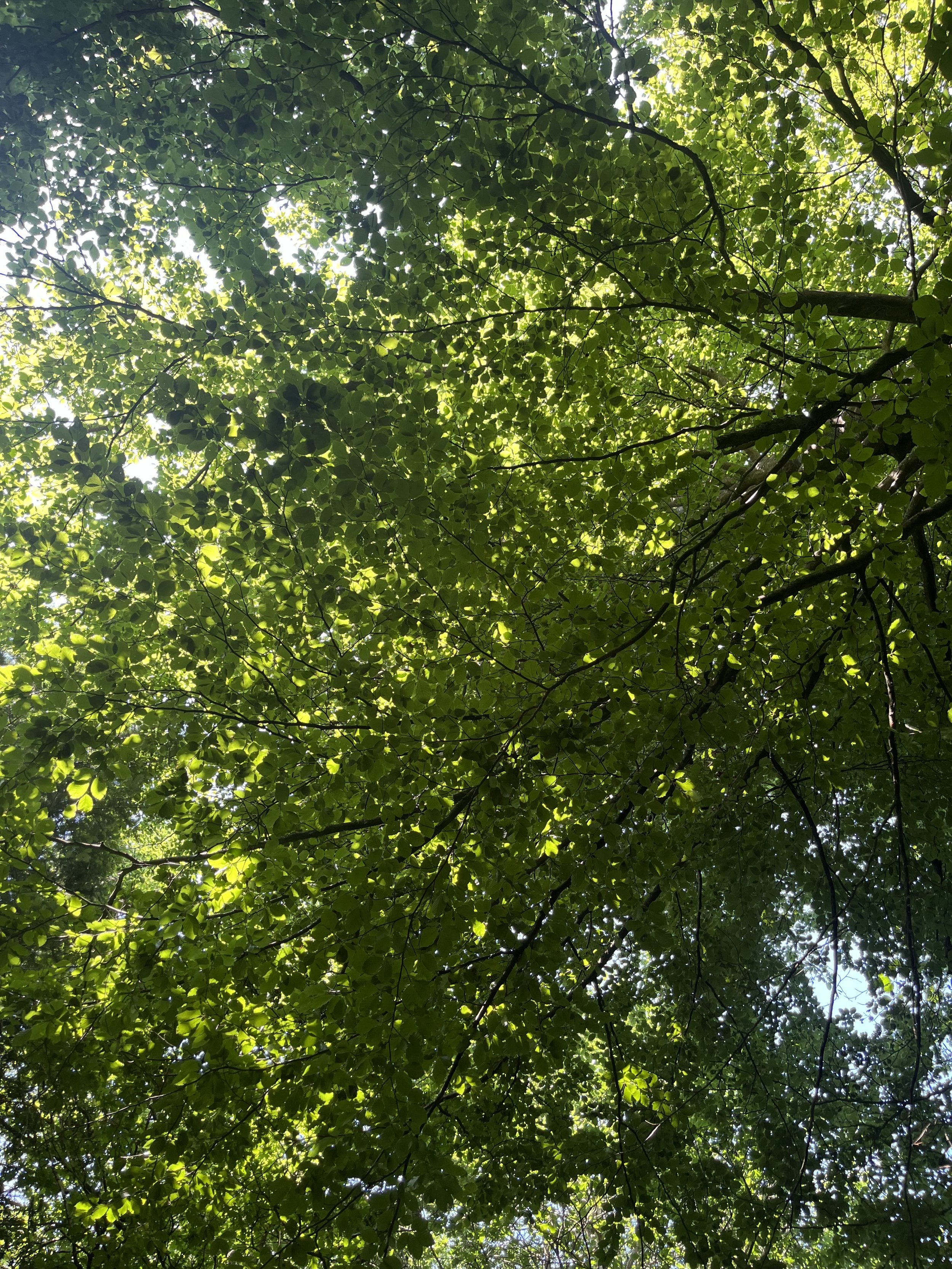 Looking up at a dense canopy of green leaves in a forest, with sunlight filtering through the leaves.