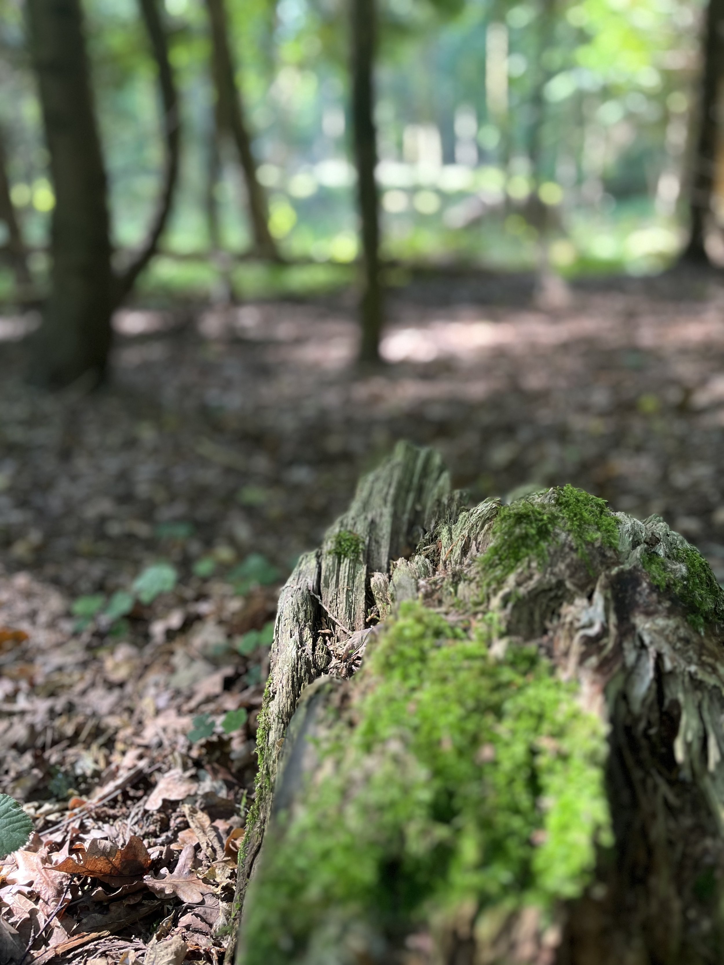 Close-up of a moss-covered fallen tree trunk in a forest with blurred trees and sunlight in the background.