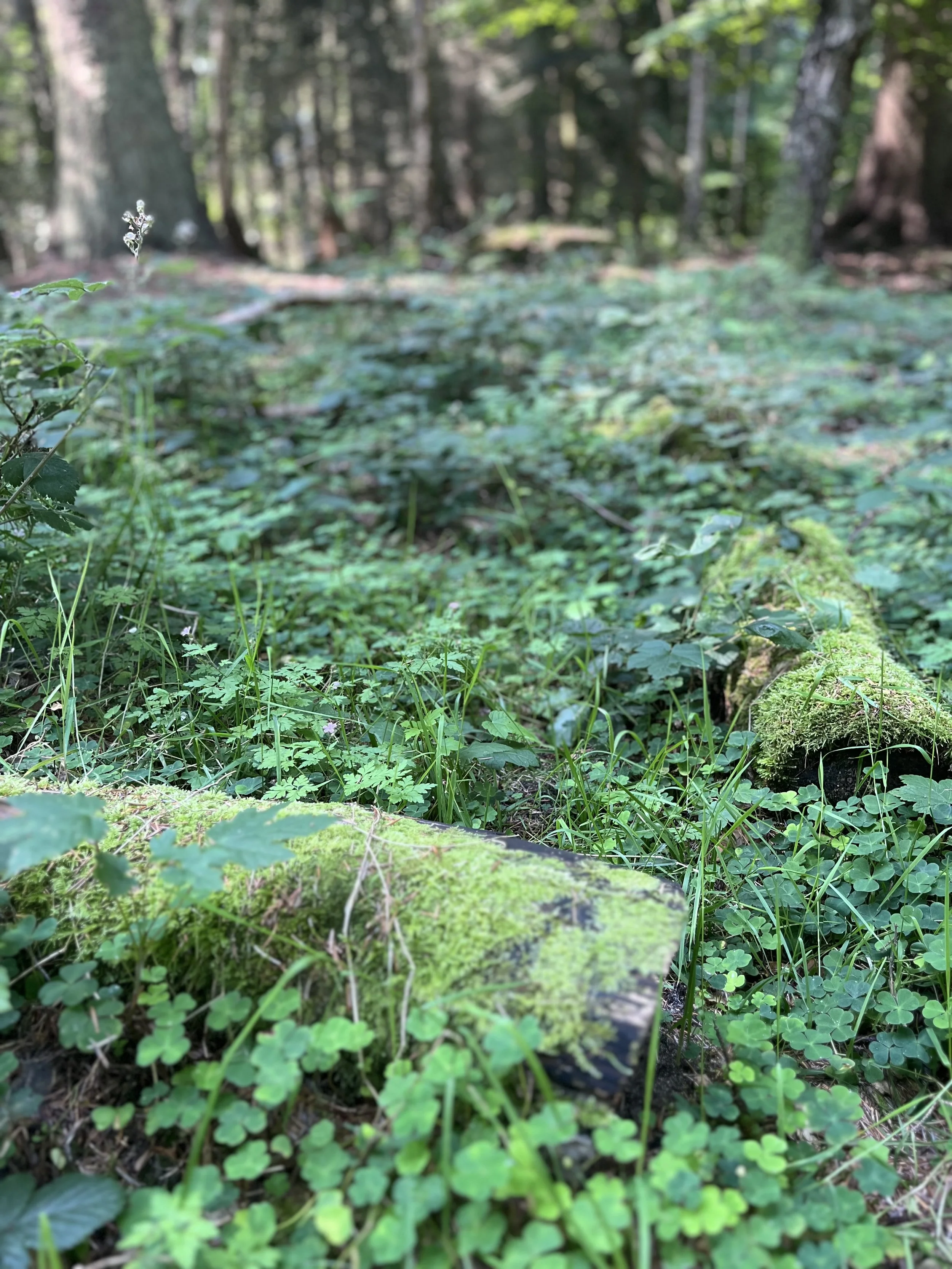 Symptomer som forstoppelse, irriteret tyktarms og andre mave -og fordøjelseslidelser kan afhjælpes gennem zoneterapi.