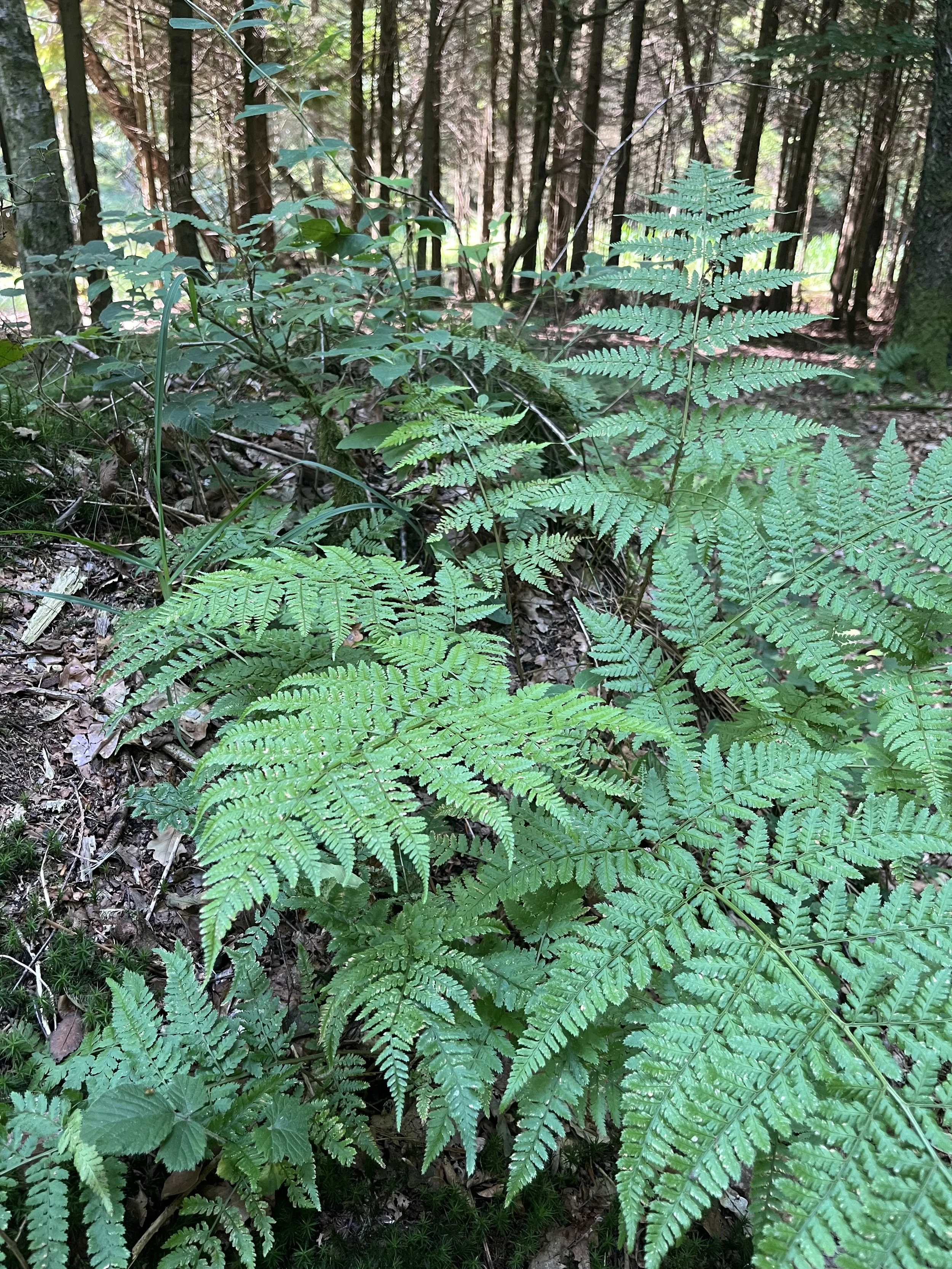 Green fern plants growing on forest floor with trees in the background.