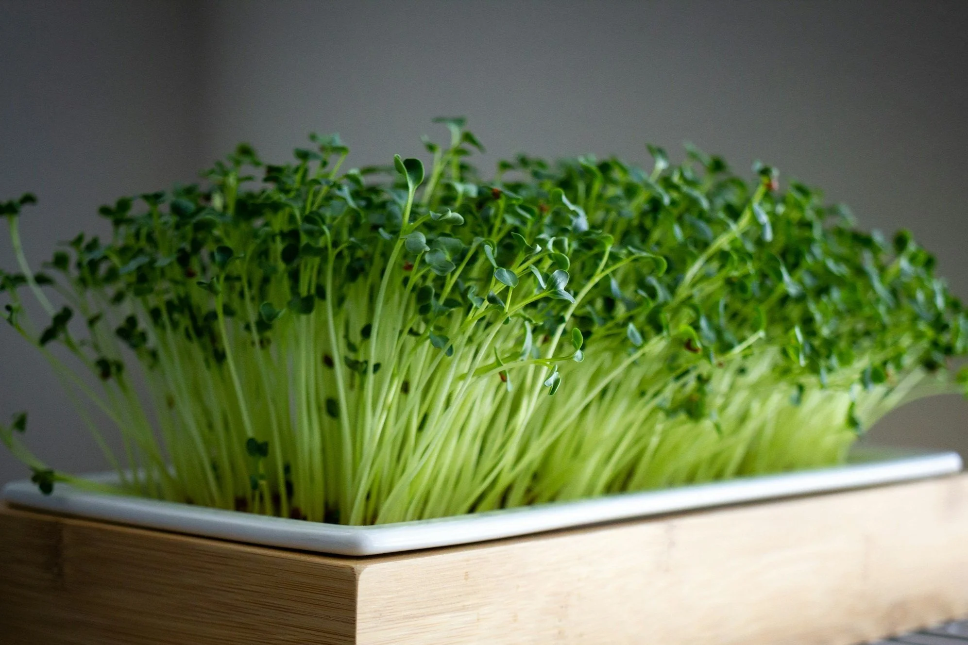 Garlic Chive Microgreens grown in the Wasatch Back, Park City, Heber