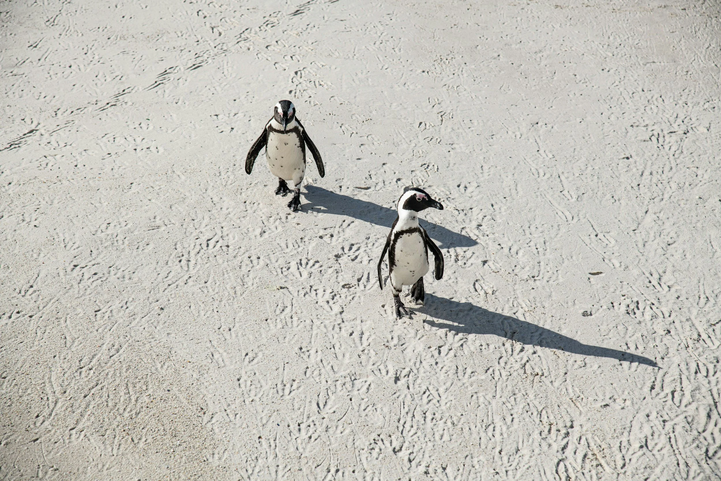 Two penguins walking on a sandy surface with visible footprints.
