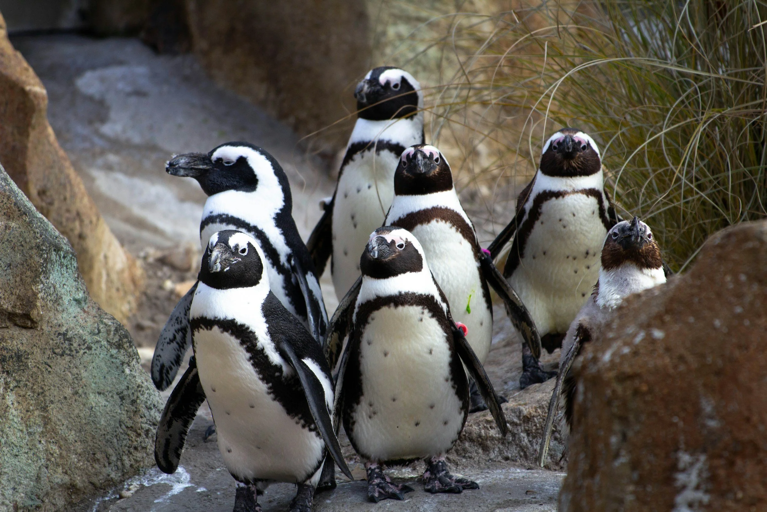 A group of penguins standing on rocky ground among grasses.