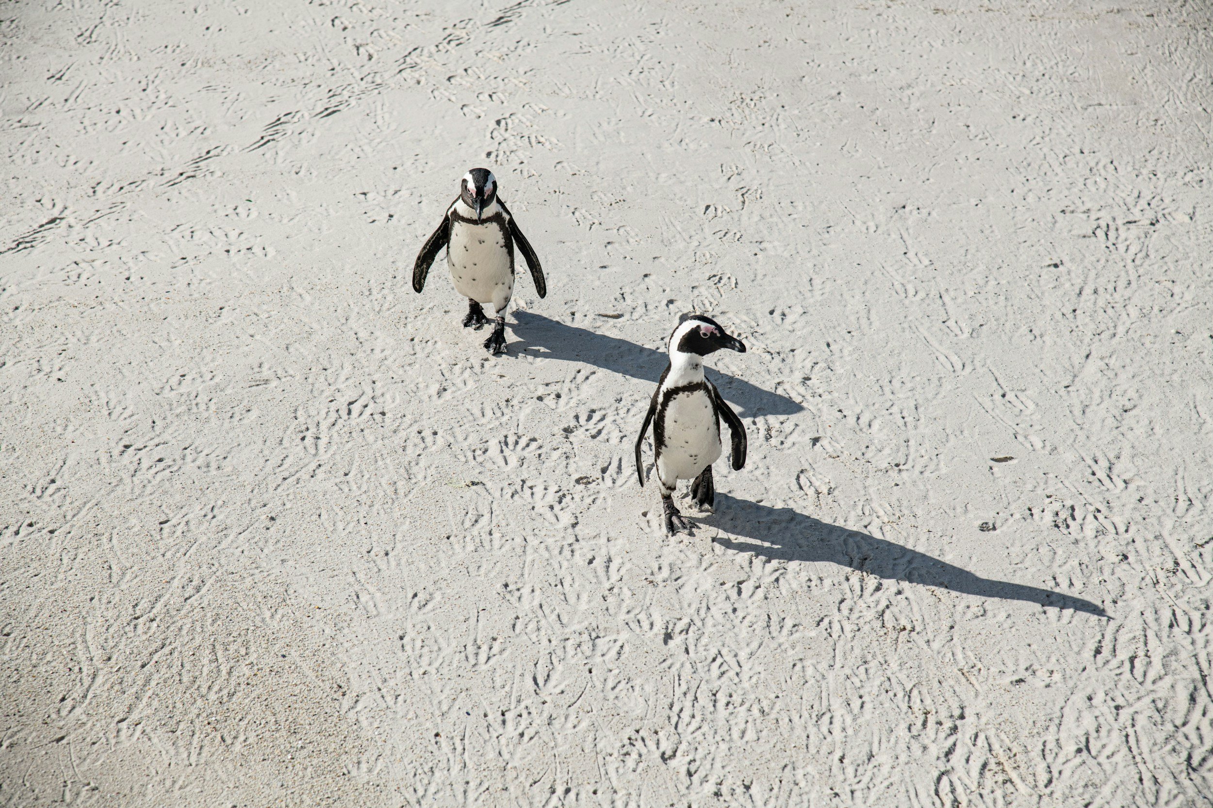 Two penguins walking on a sandy beach with footprints.