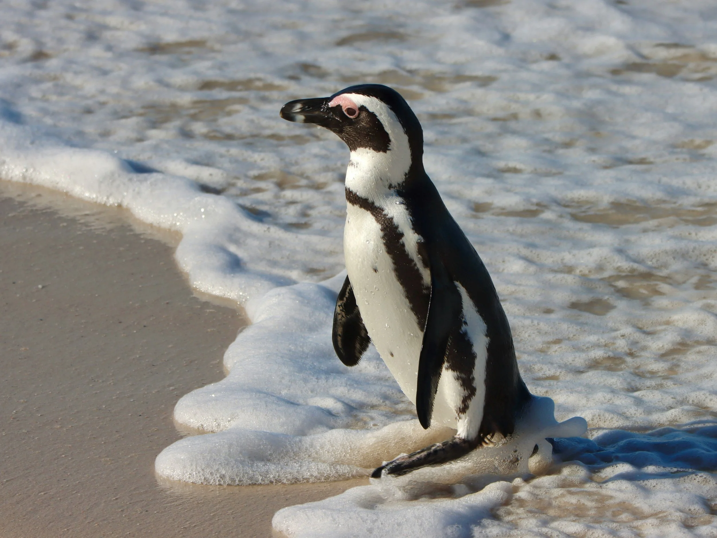 From Concept to Conservation: The Story of Top Hat Penguins