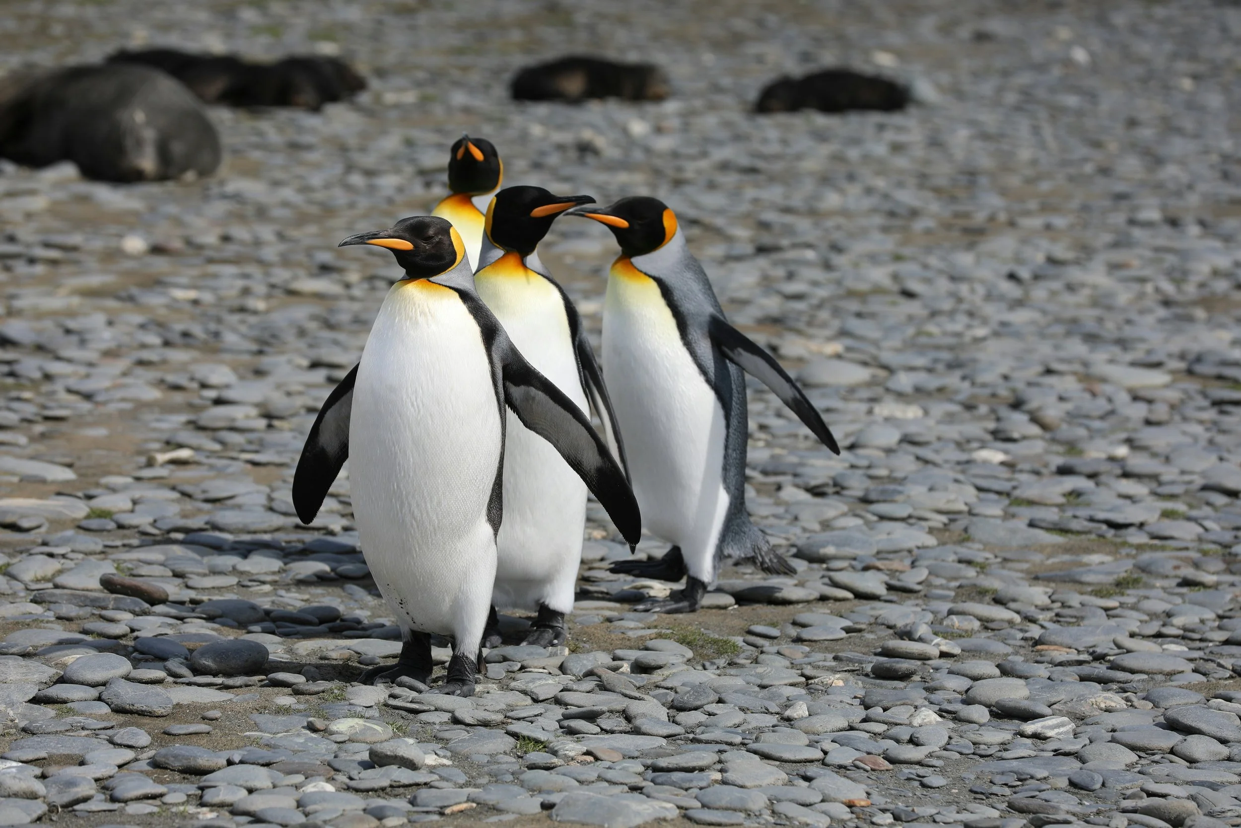 A group of four penguins walking on a rocky beach with large rocks in the background.