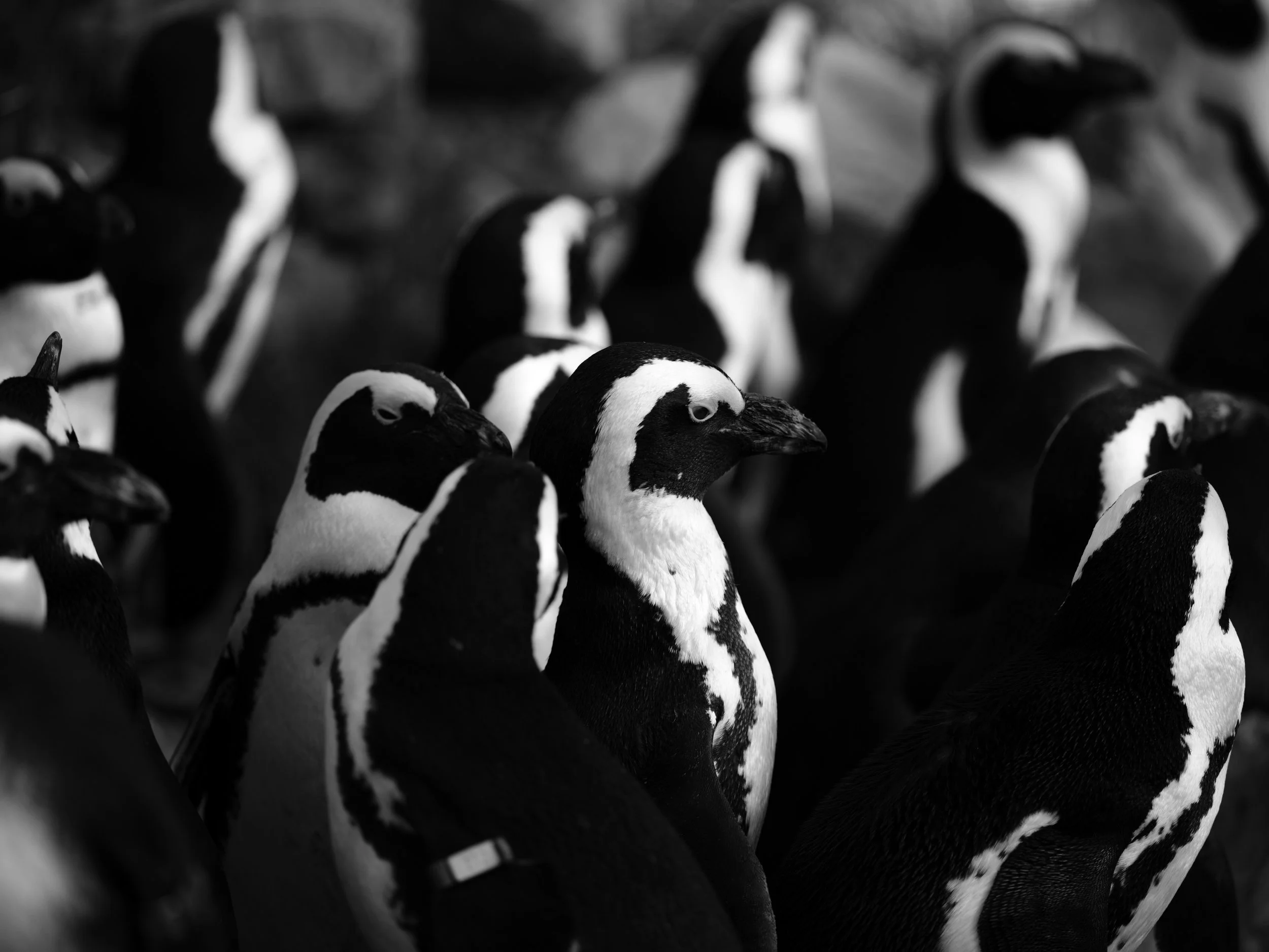 Black and white close-up photo of a group of penguins standing together.
