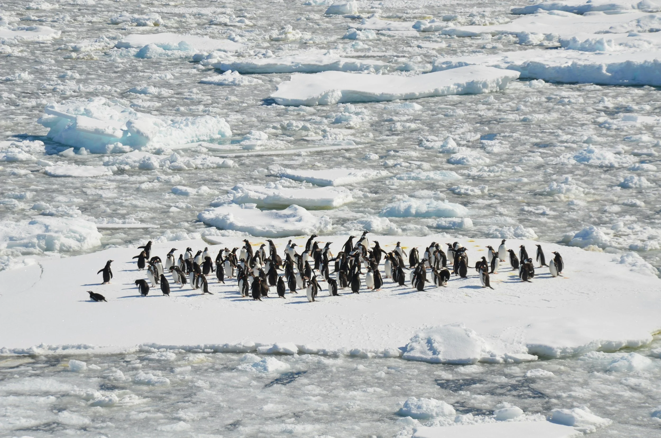 A large group of penguins standing on snow and ice with a frozen sea and floating ice chunks in the background.