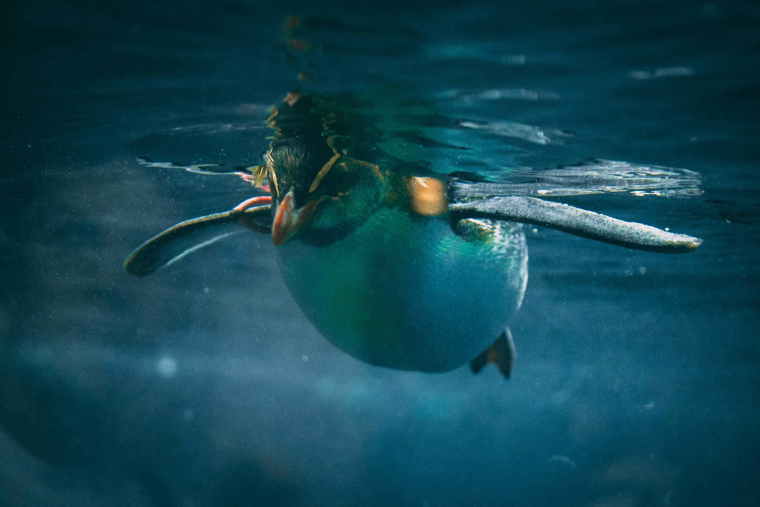 A fish underwater swimming near the surface of the water.