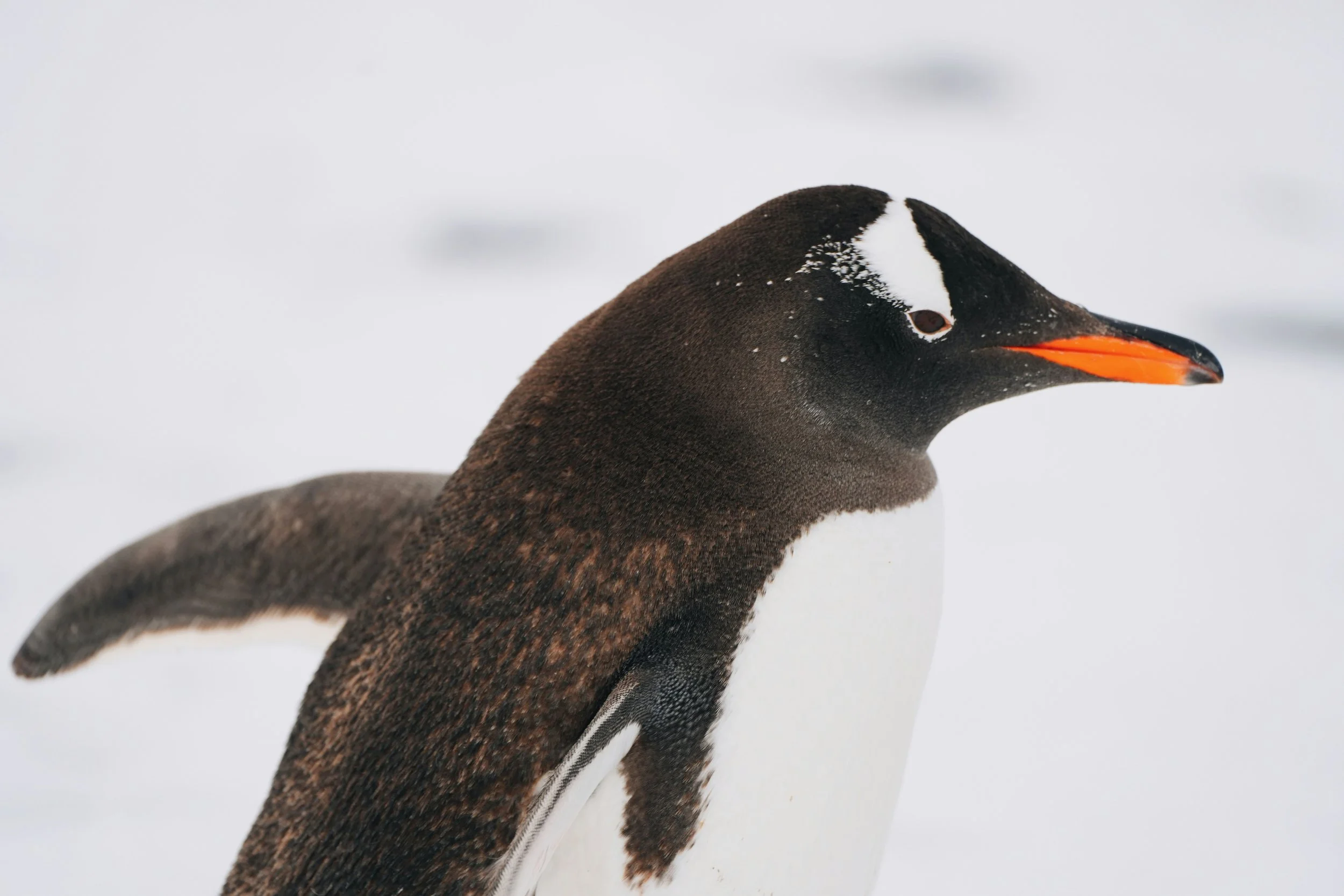 Close-up of a penguin's head and upper body against a snowy background.